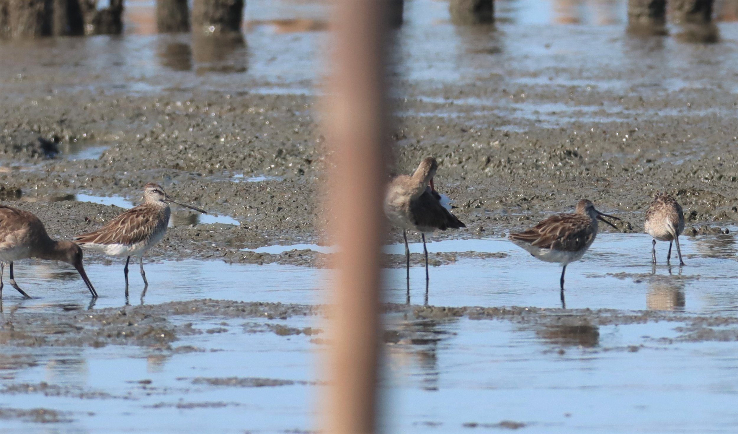 DOWITCHER - ASIAN DOWITCHER - Limnodromus semipalmatus - Mangrove Forest Research Center Samut Sakhon (65).jpg