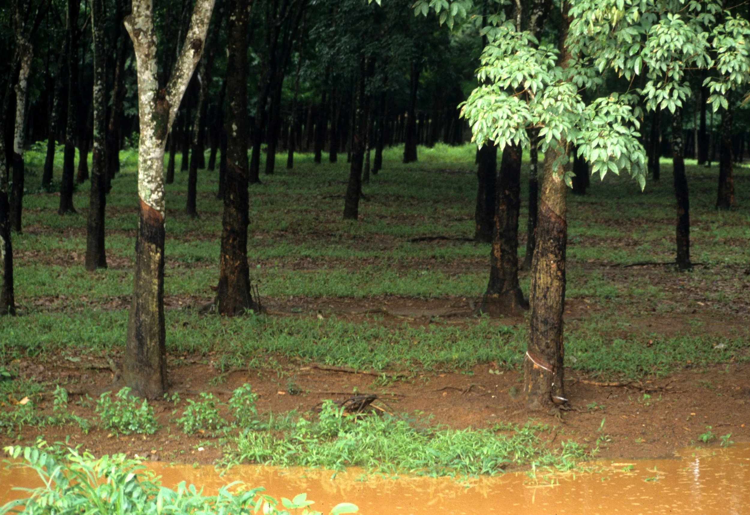 DALAT - RUBBER TREE-.jpg