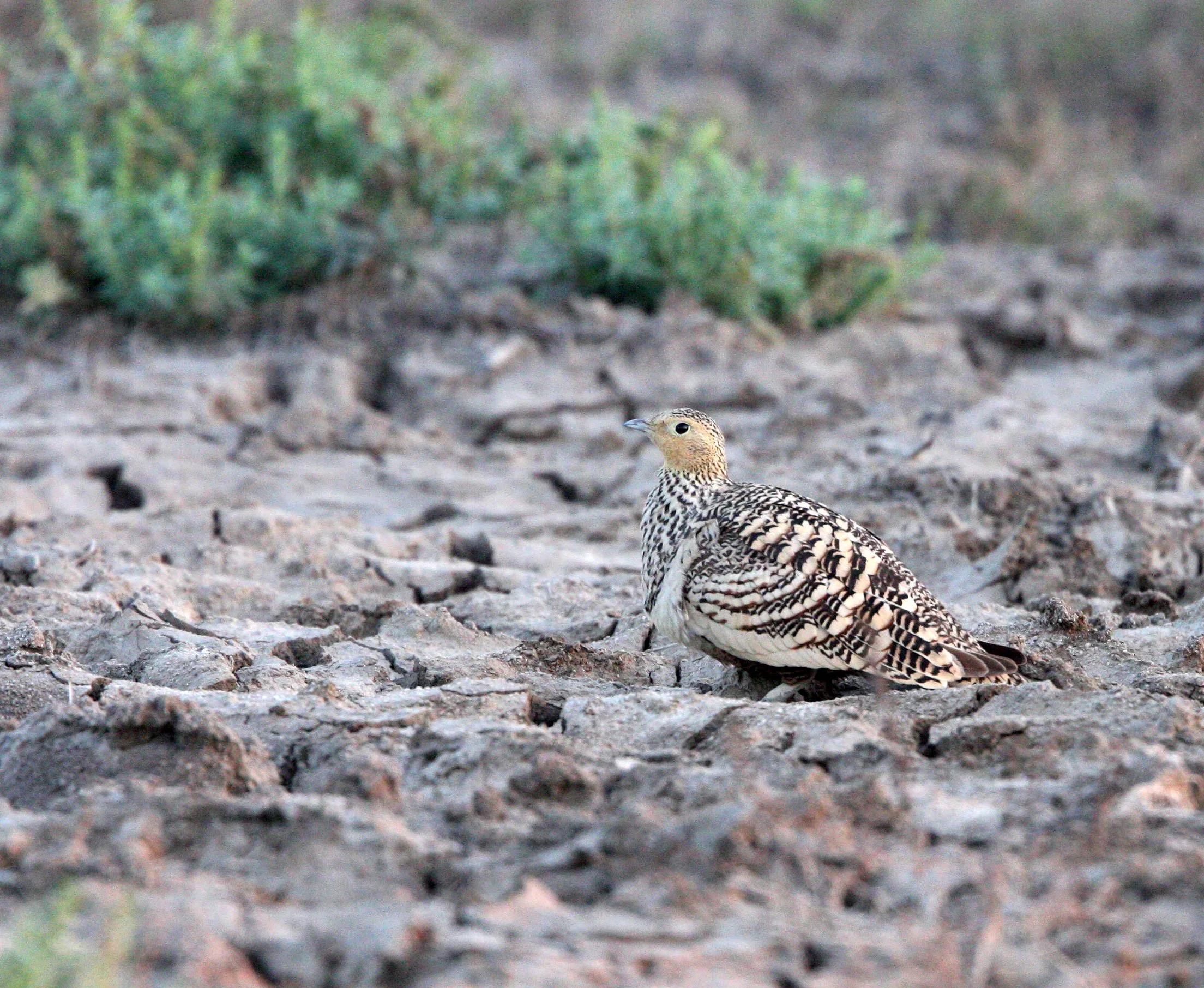 Chestnut-bellied Sandgrouse (Pterocles exustus) Little Rann of Kutch India (9).JPG