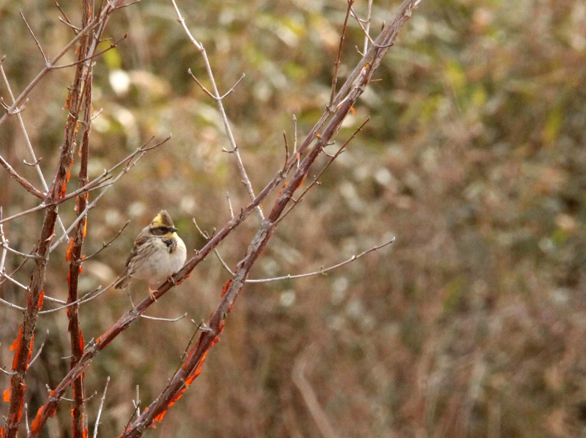Yellow-throated Bunting (Emberiza elegans) Foping Nature Reserve Shanxi China (2).JPG