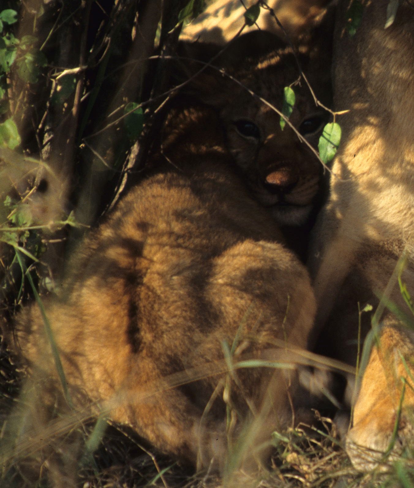 FELID - LION - SERENGETI (34).jpg