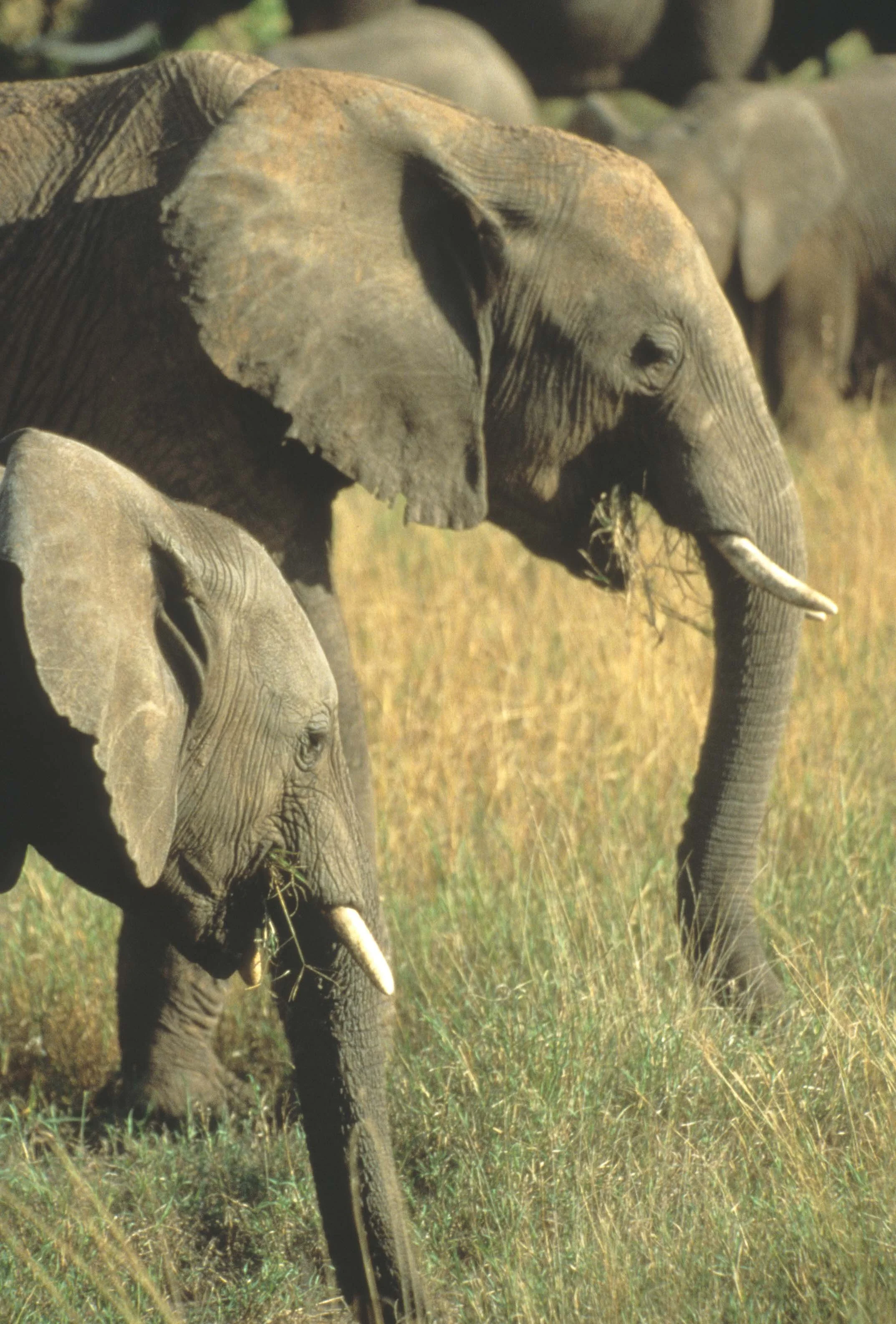 ELEPHANT - SERENGETI 12.jpg
