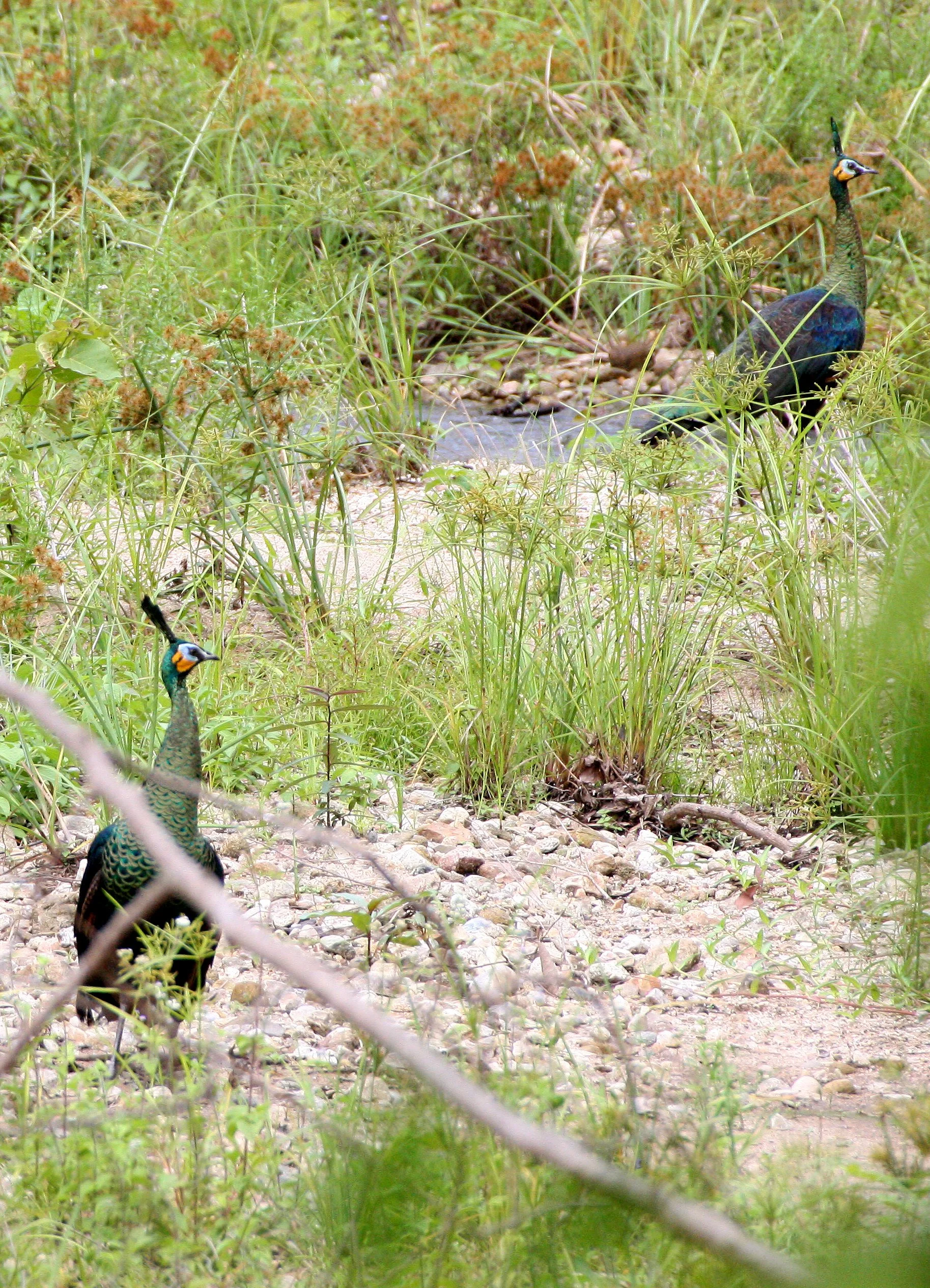 PHEASANT - GREEN PEAFOWL - Pavo muticus - HUAI KHA KHAENG THAILAND (7).JPG