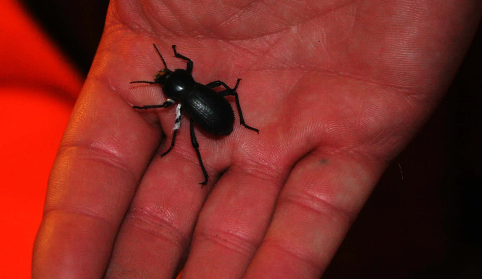 Tenebrioidae species - Loreto, Baja Mexico