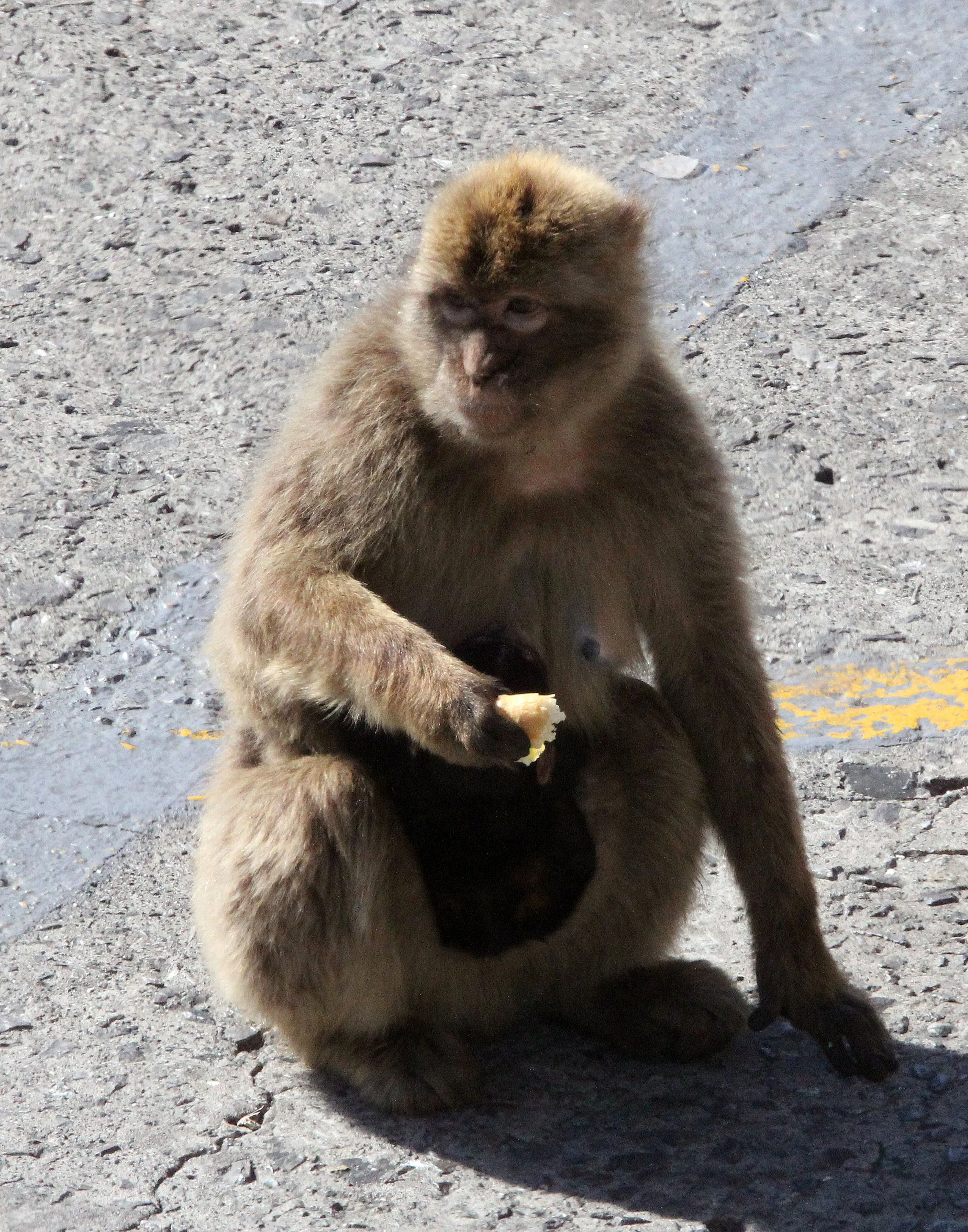 CERCOPITHECIDAE - Macaca sylvanus - MACAQUE - BARBARY MACAQUE - GIBRALTAR (17).JPG