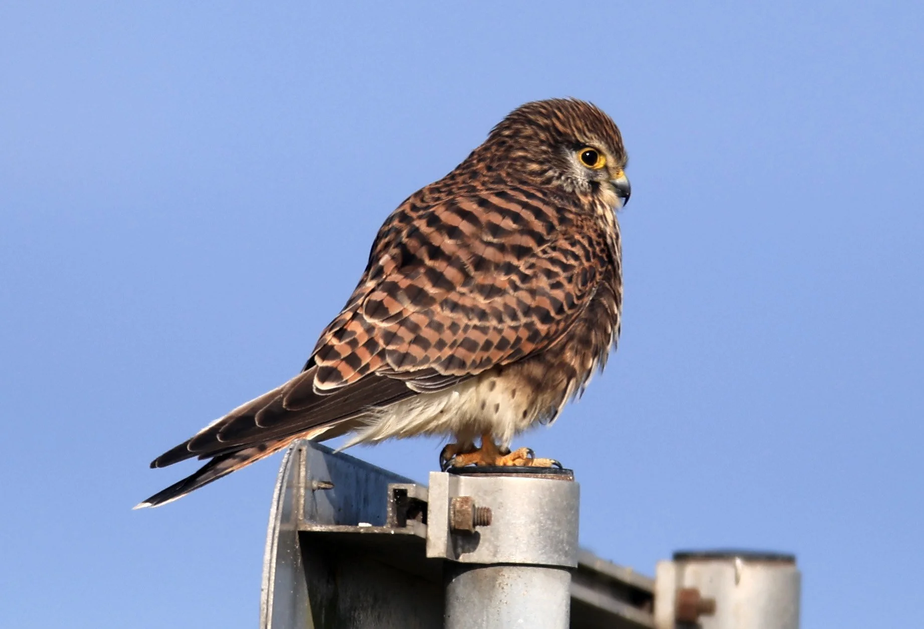 Eurasian or Common Kestrel (Falco tinnunculus) Izumi Crane Center and Fields Izumi Kagoshima Japan (2).jpg