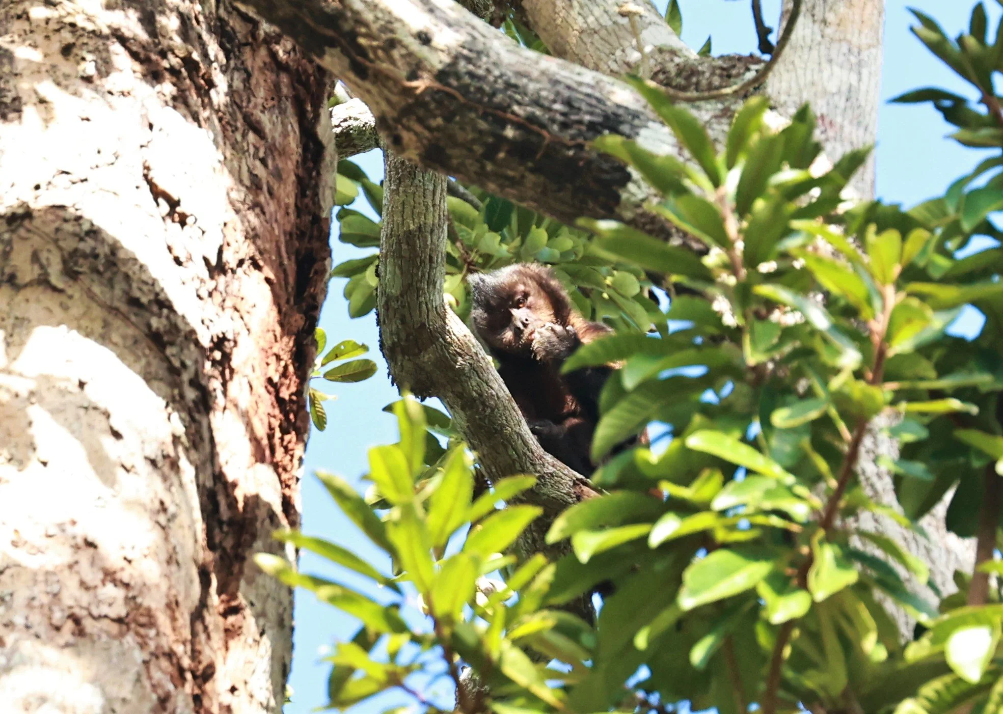 Cebidae - Sapajus robustus - Robust Tufted Capuchin - Vale Nature Reserve, Sooretama, Espirito Santo, Brazil (4).jpg