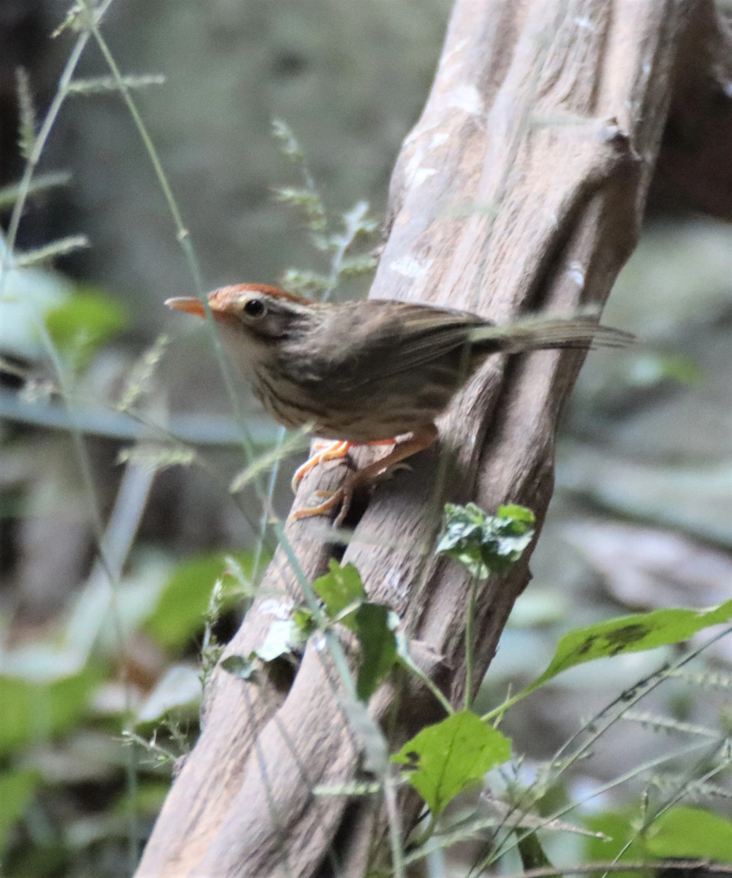 BABBLER - PUFF-THROATED BABBLER - Pellorneum ruficeps - NEUNG HIDE KAENG KRACHAN (8).jpg