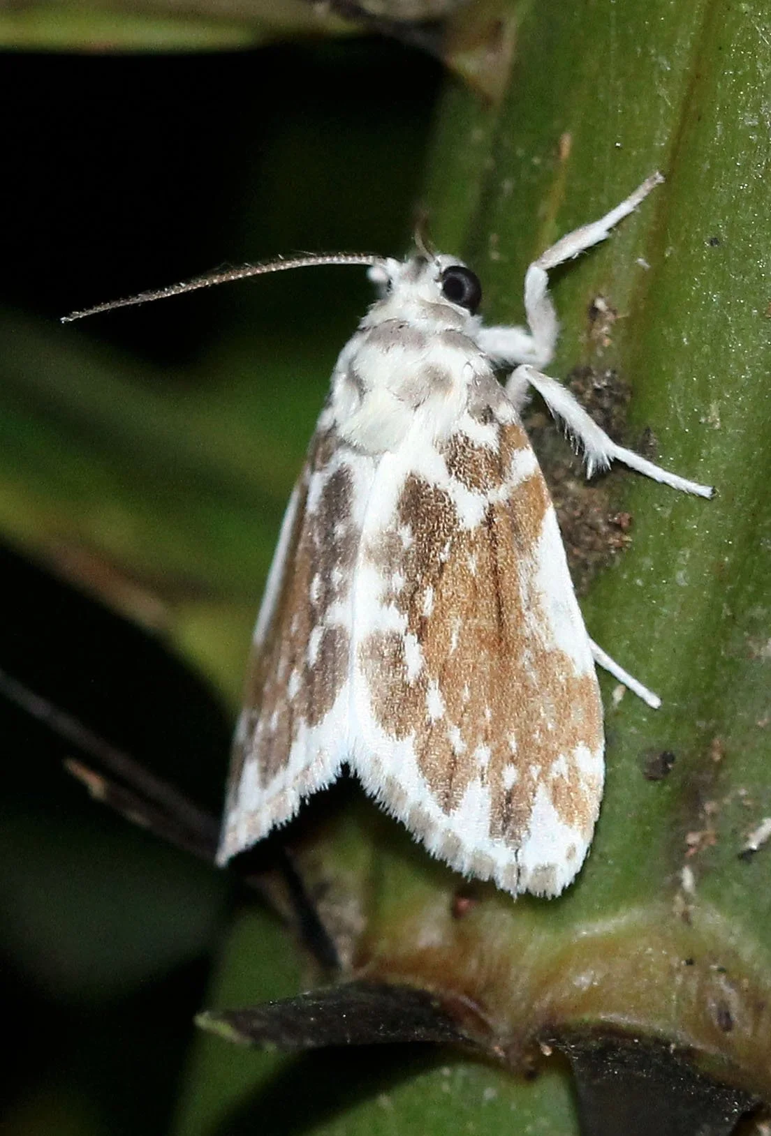Arctiidae - Adites frigida - Koh Lanta, Thailand 