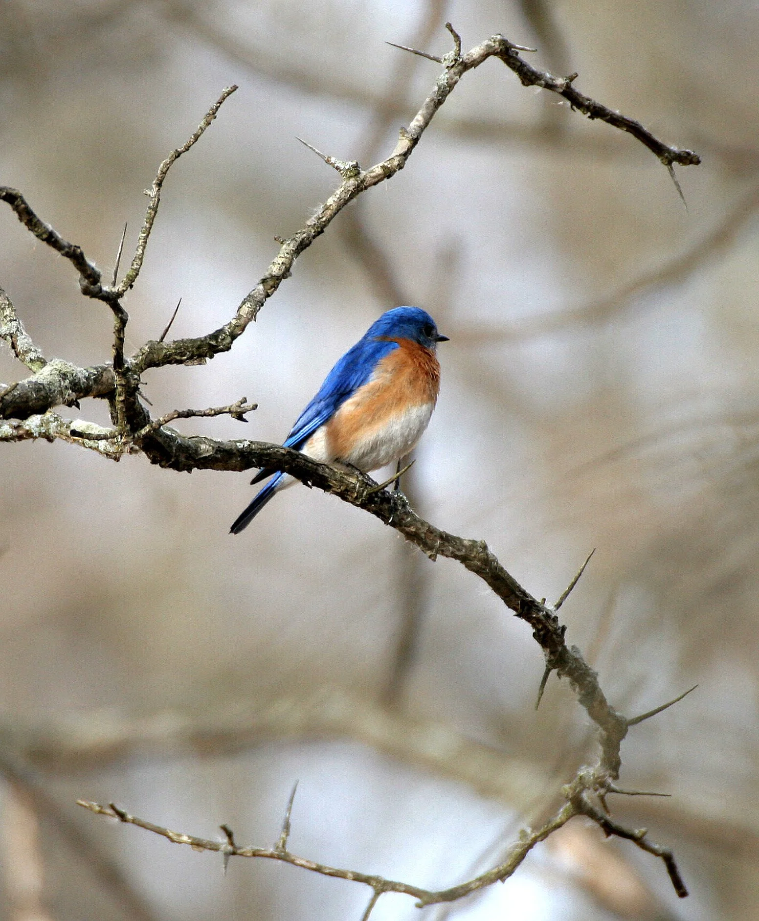 Eastern Bluebird (Sialia sialis) Lincoln Marsh Wheaton Illinois (15).JPG