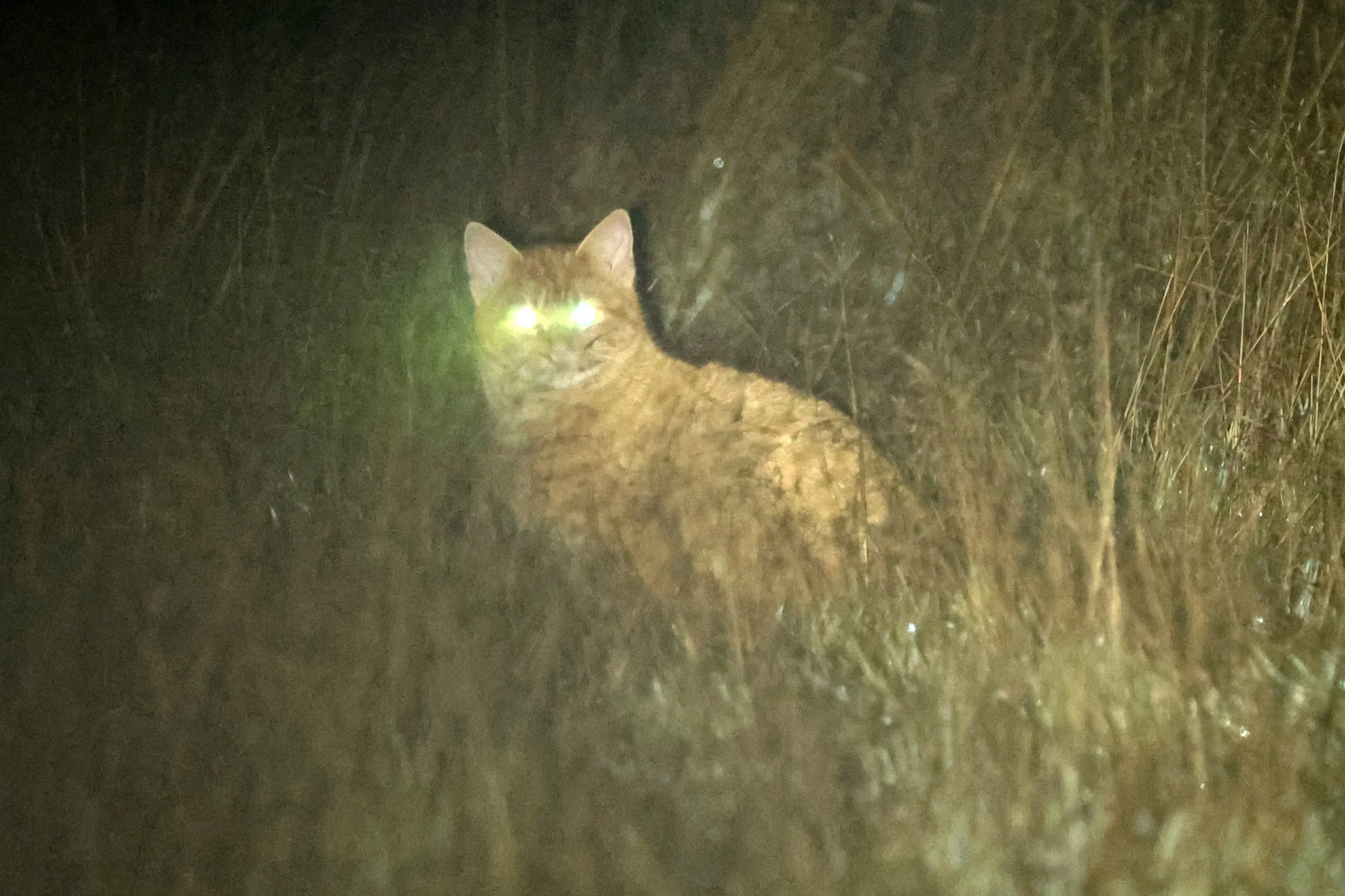 Feral Cat (Felis catus) Mount Field NP - Tasmania 