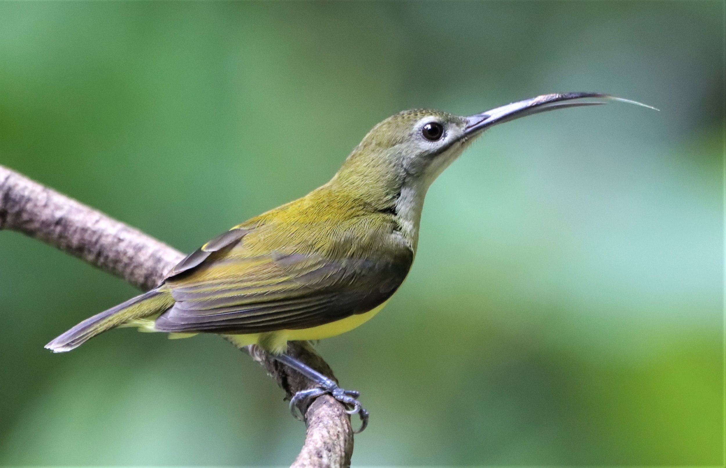 SPIDERHUNTER - LITTLE SPIDERHUNTER - Arachnothera longirostra - DOI INTHANON JULY 2 2021 (14).jpg