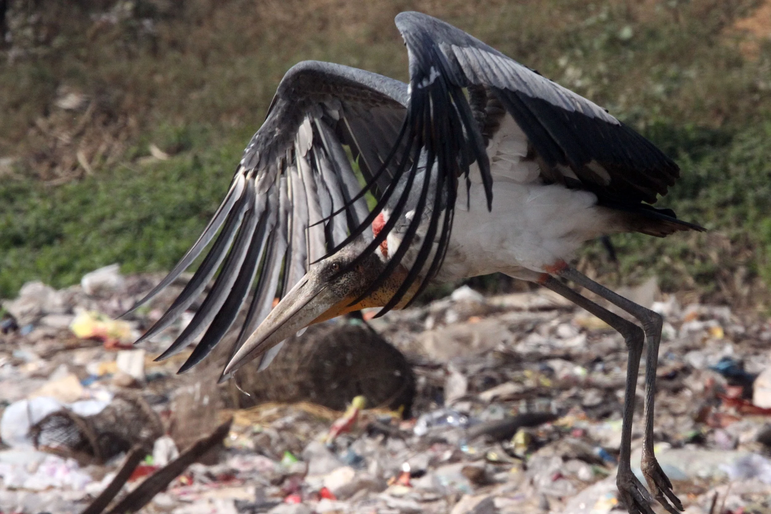 STORK - GREATER ADJUTANT STORK - Leptoptilos dubius - GUWAHATI DUMP ASSAM INDIA (24).JPG