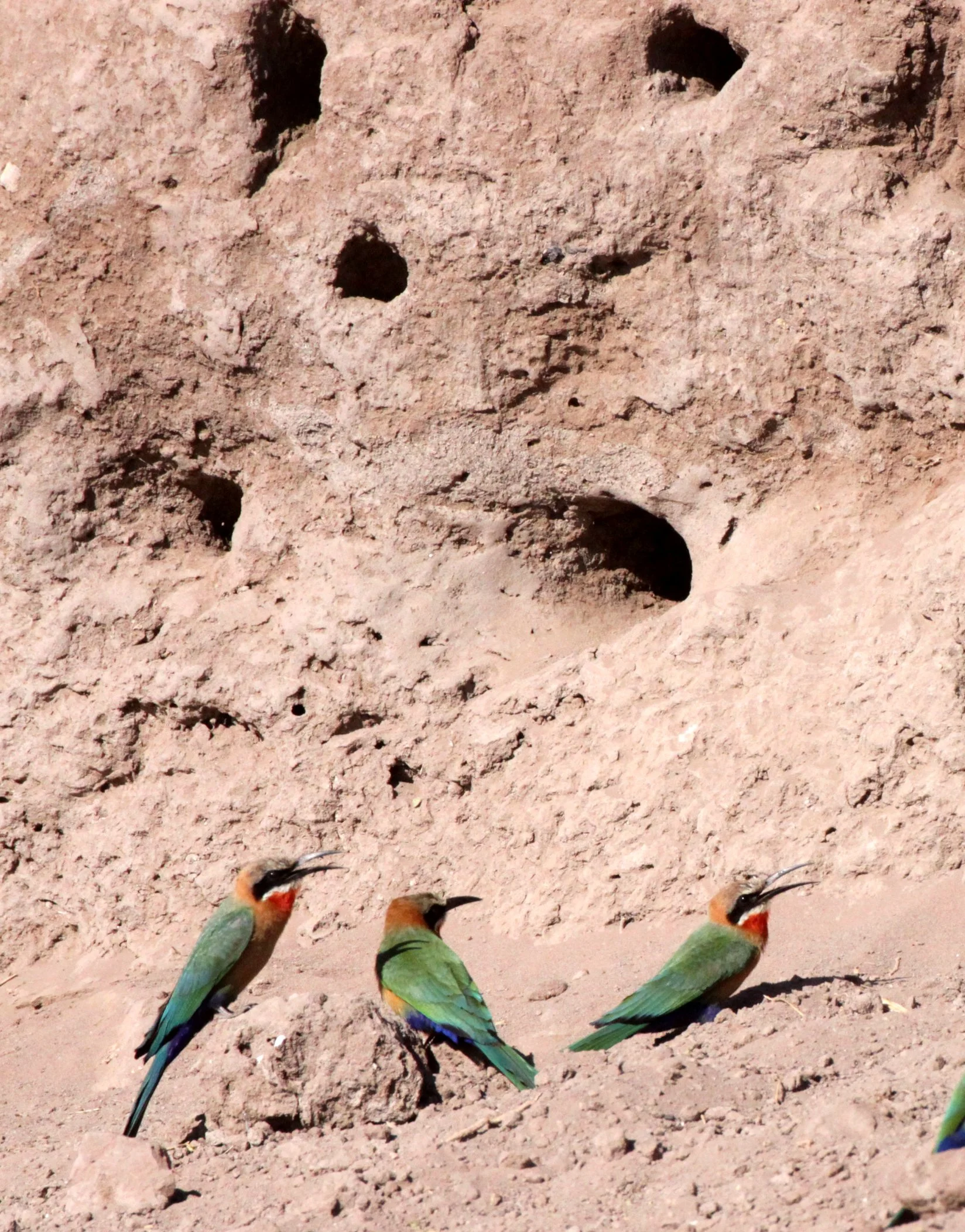 BIRD - BEE-EATER - WHITE-FRONTED BEE-EATER - MEROPS BULLOCKOIDES - CHOBE NATIONAL PARK BOTSWANA (8).JPG