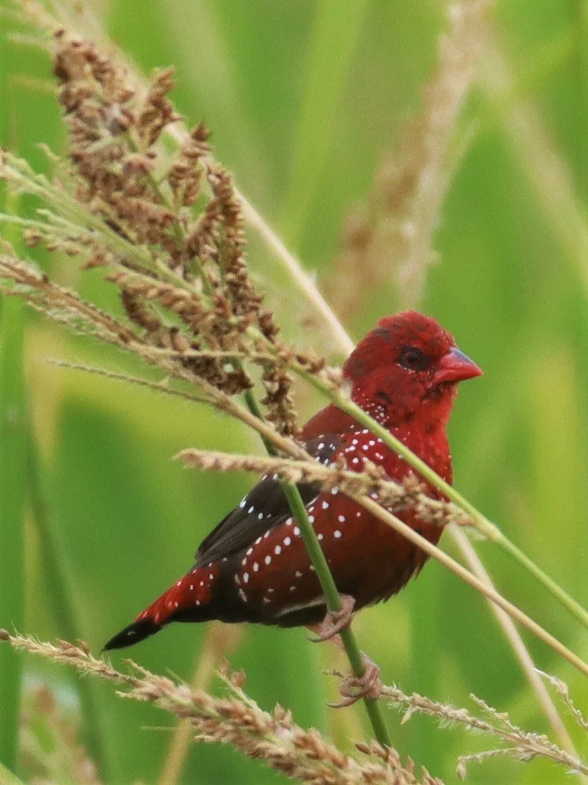 RED AVADAVAT - Amandava amandava - LAD KRABANG  THAP YAO RICE FIELDS AUGUST 14 2021 (7).jpg