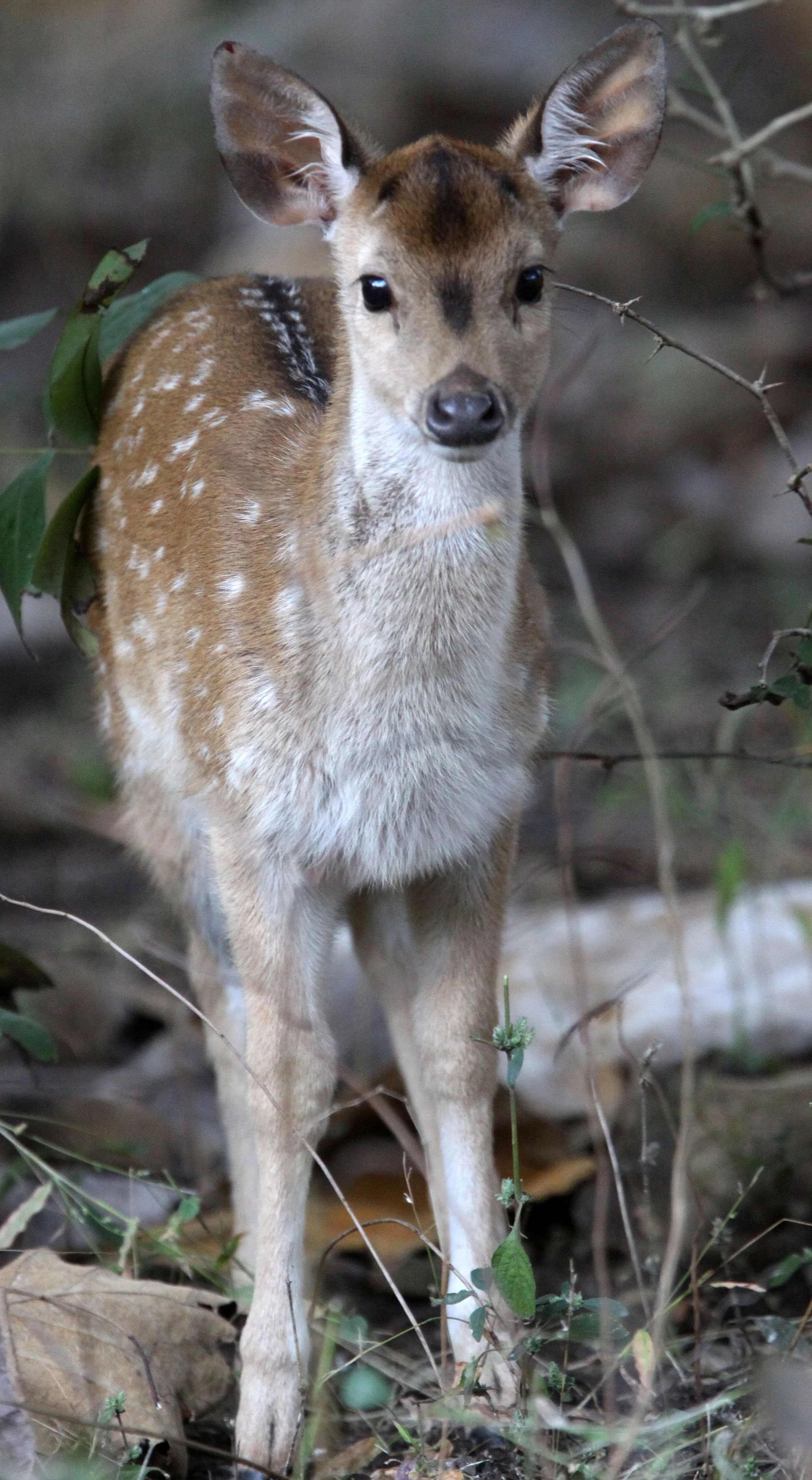 Axis axis axis - INDIAN CHITAL or SPOTTED DEAR - GIR FOREST GUJARAT INDIA (22).JPG