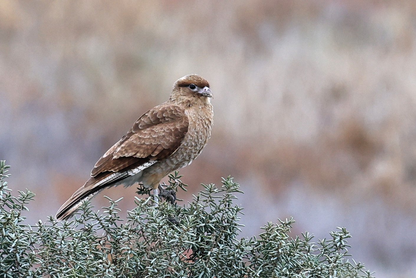 Chimango Caracara (Daptrius chimango) Lagunas del Ornitólogo, Trelew Argentina (5).jpg