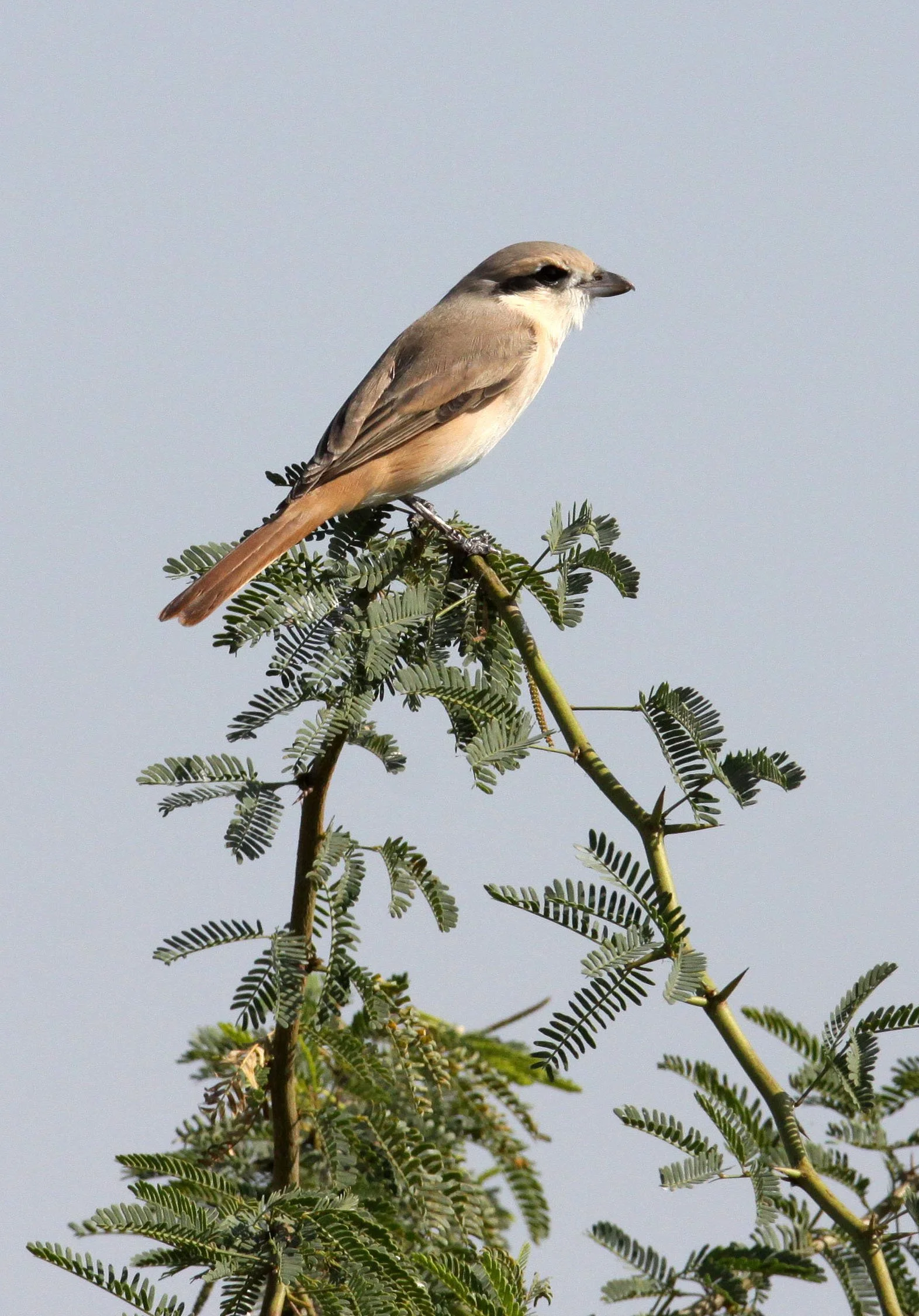 Grey-backed Shrike (Lanius tephronotus) Little Rann of Kutch Gujarat India (2).JPG