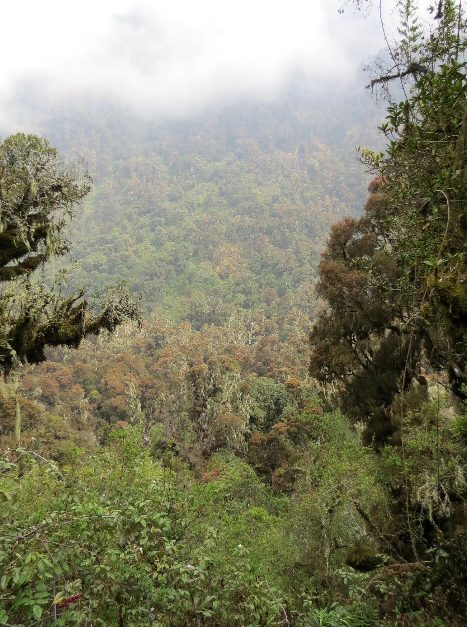 RWENZORI NATIONAL PARK UGANDA (139).JPG