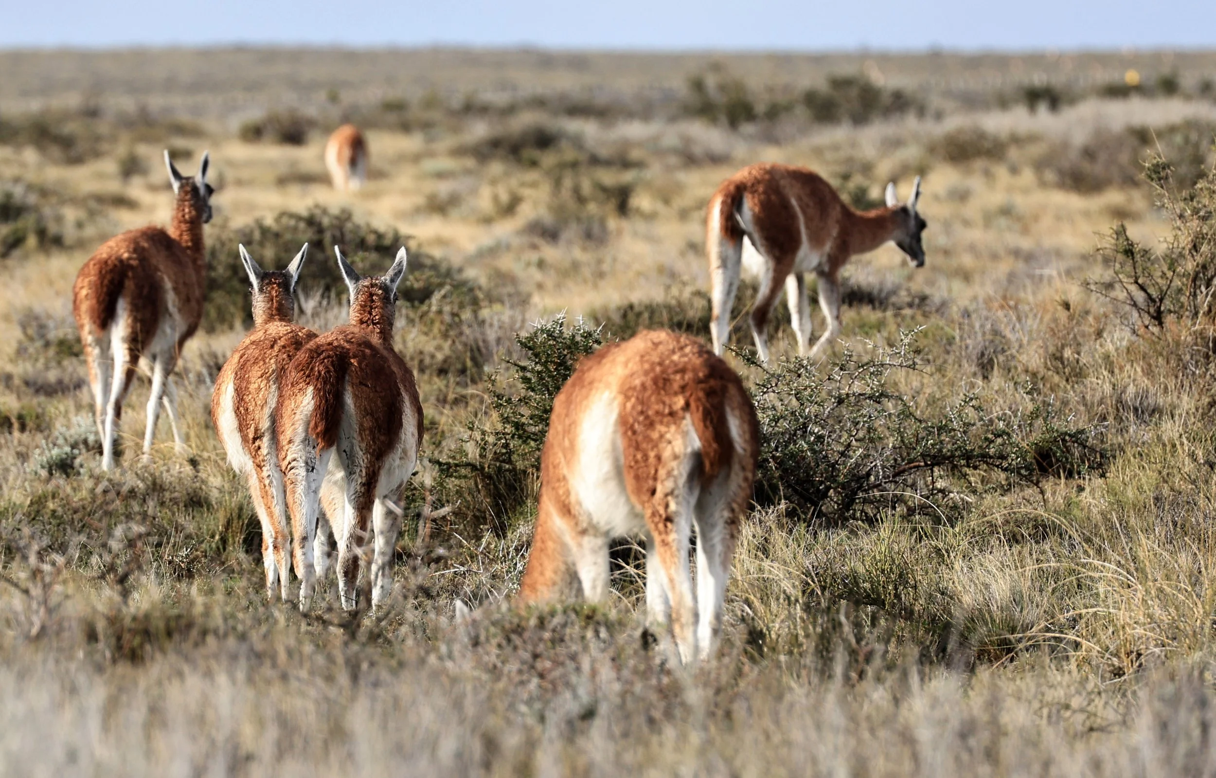 Guanaco (Lama guanicoe) Valdes Peninsula, Chubut Province, Argentina Day 1 (24).jpg