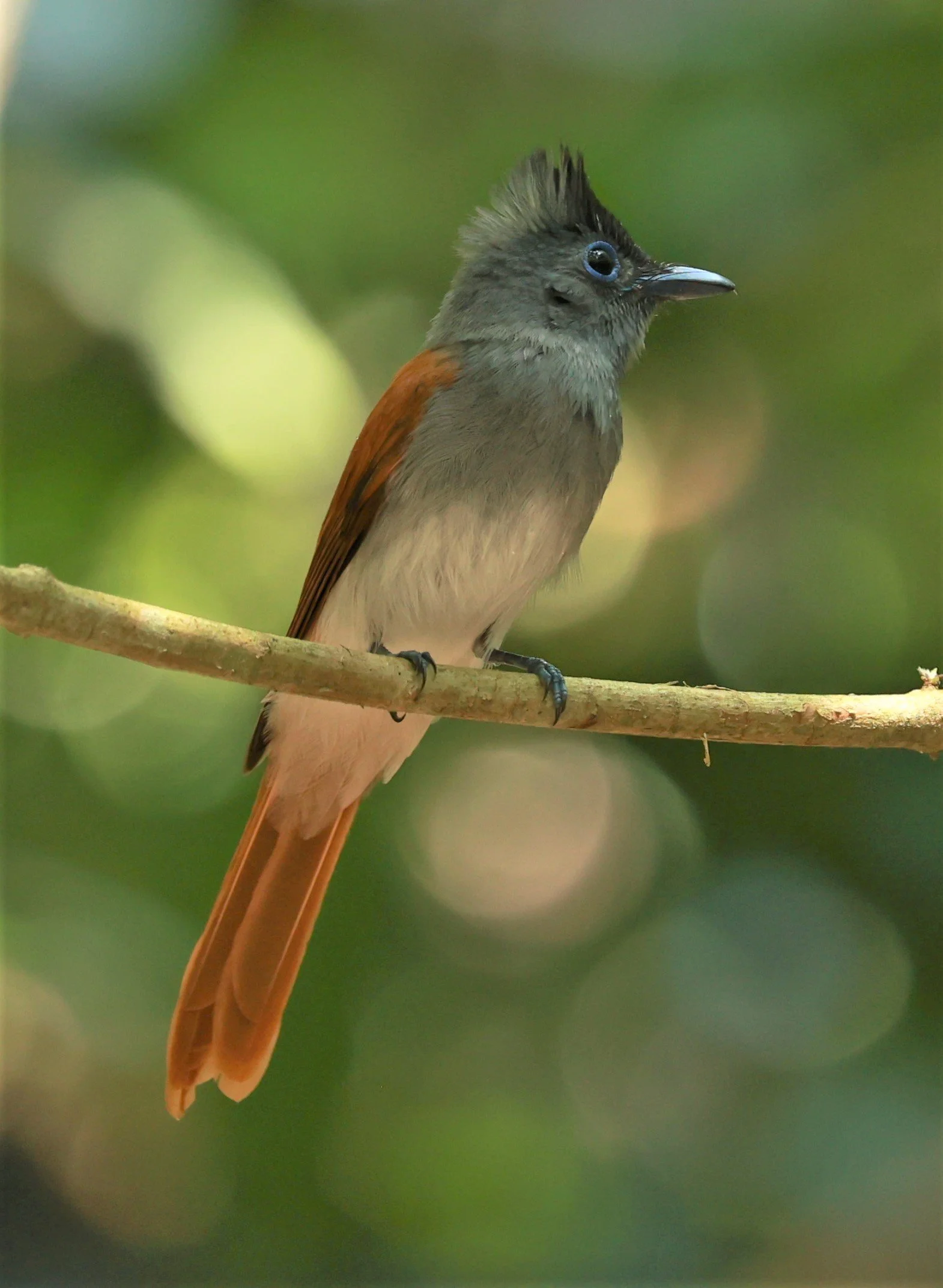 PARADISE-FLYCATCHER - BLYTH'S PARADISE-FLYCATCHER - Terpsiphone affinis - KRUNG CHING, KHAO LUANG NATIONAL PARK, THAILAND APRIL 2023 (75).jpg