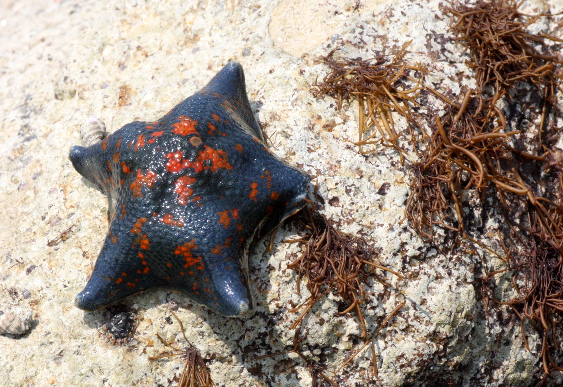 INVERT - ECHINODERM - BAT STAR - MUTSU HARBOR (6).JPG