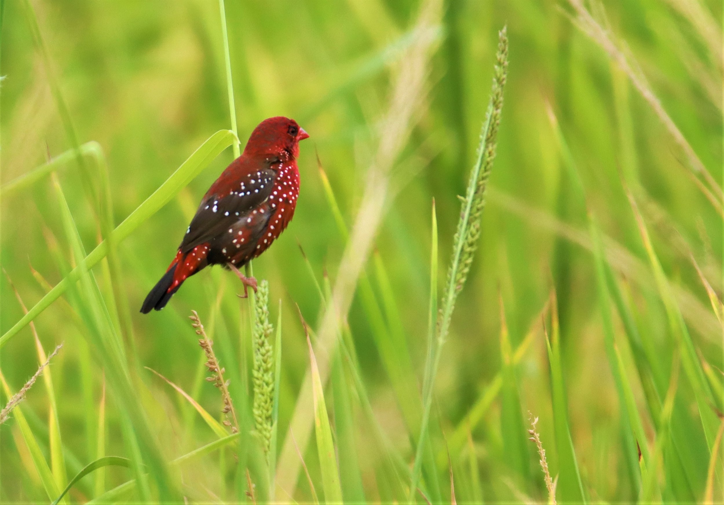 RED AVADAVAT - Amandava amandava - LAD KRABANG  THAP YAO RICE FIELDS AUGUST 14 2021 (88).jpg
