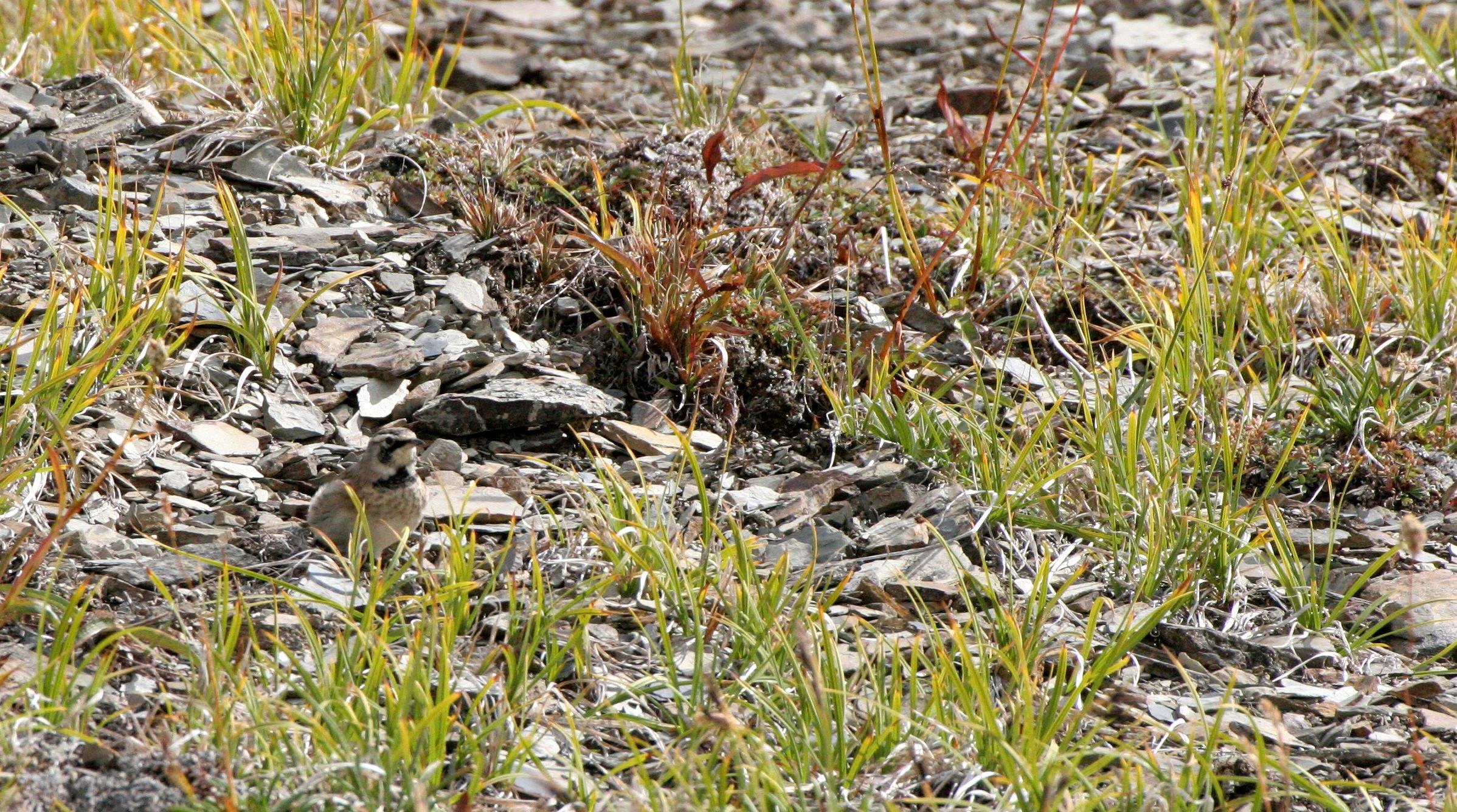 Horned Lark (Eremophila alpestris) Olympic National Park Washington (7).JPG