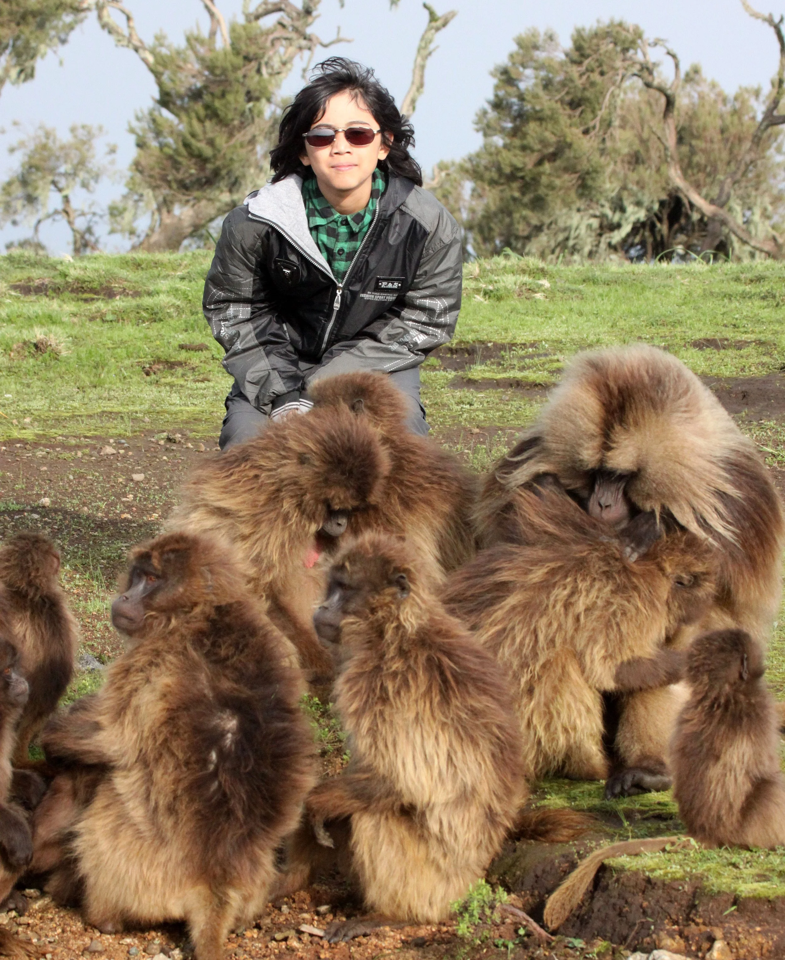 CERCOPITHECIDAE - Theropithecus gelada - GELADA - SIMIEN MOUNTAINS NATIONAL PARK ETHIOPIA (1572).JPG