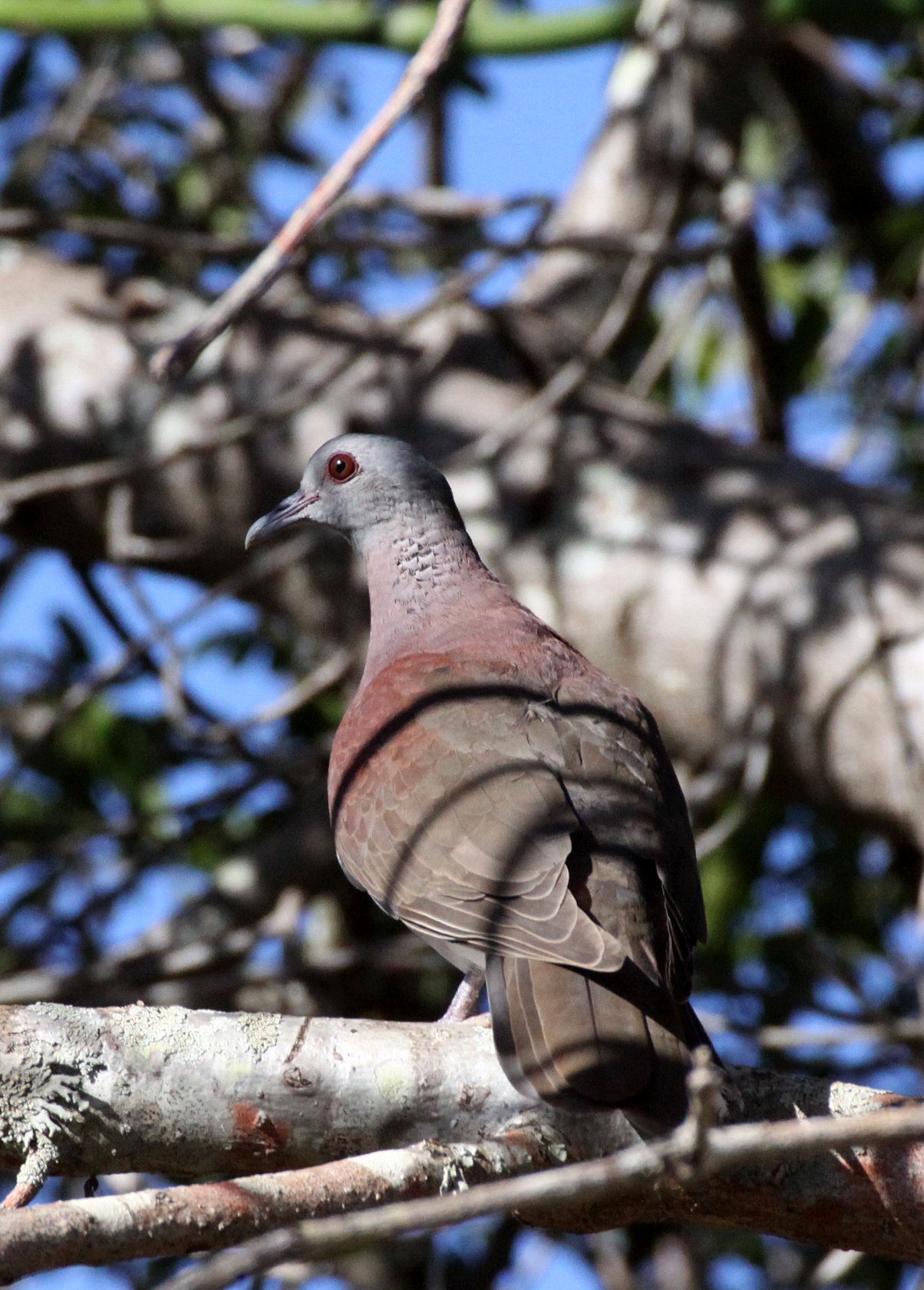 Malagasy Turtle-Dove (Nesoenas picturatus) Berenty Reserve Madagascar (2).JPG