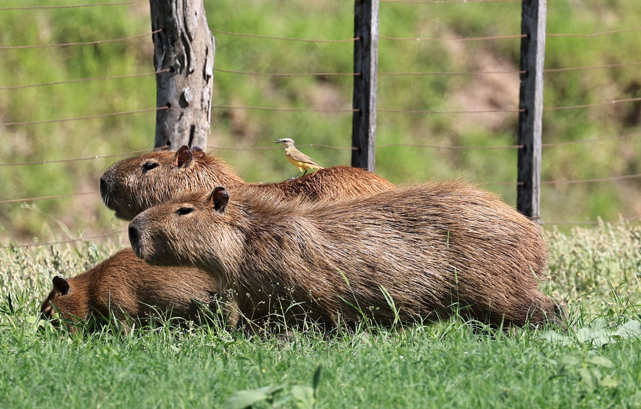 Capybara (Hydrochoerus hydrochaeris) Loma Plata Paraguay - Brunnen Strasse (11).jpg