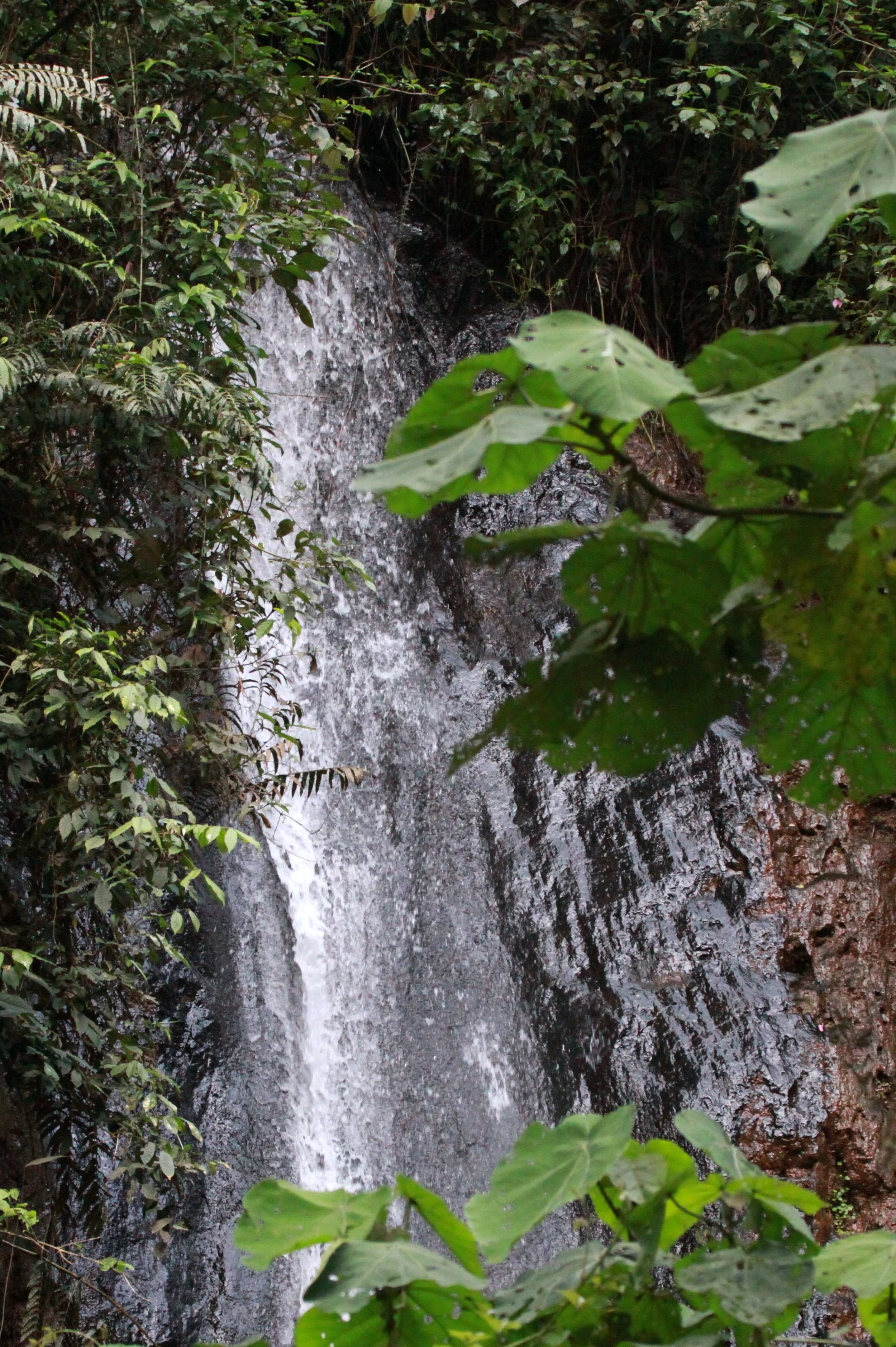 NYUNGWE NATIONAL PARK RWANDA (521).JPG