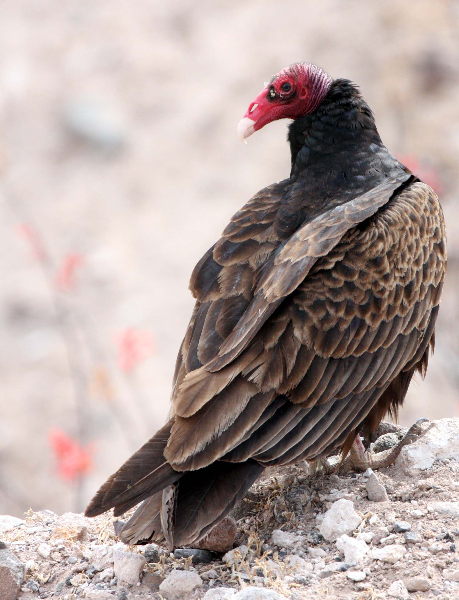 Cathartes aura aura - TURKEY VULTURE - SAN IGNACIO DESERT - BAJA MEXICO (17).JPG