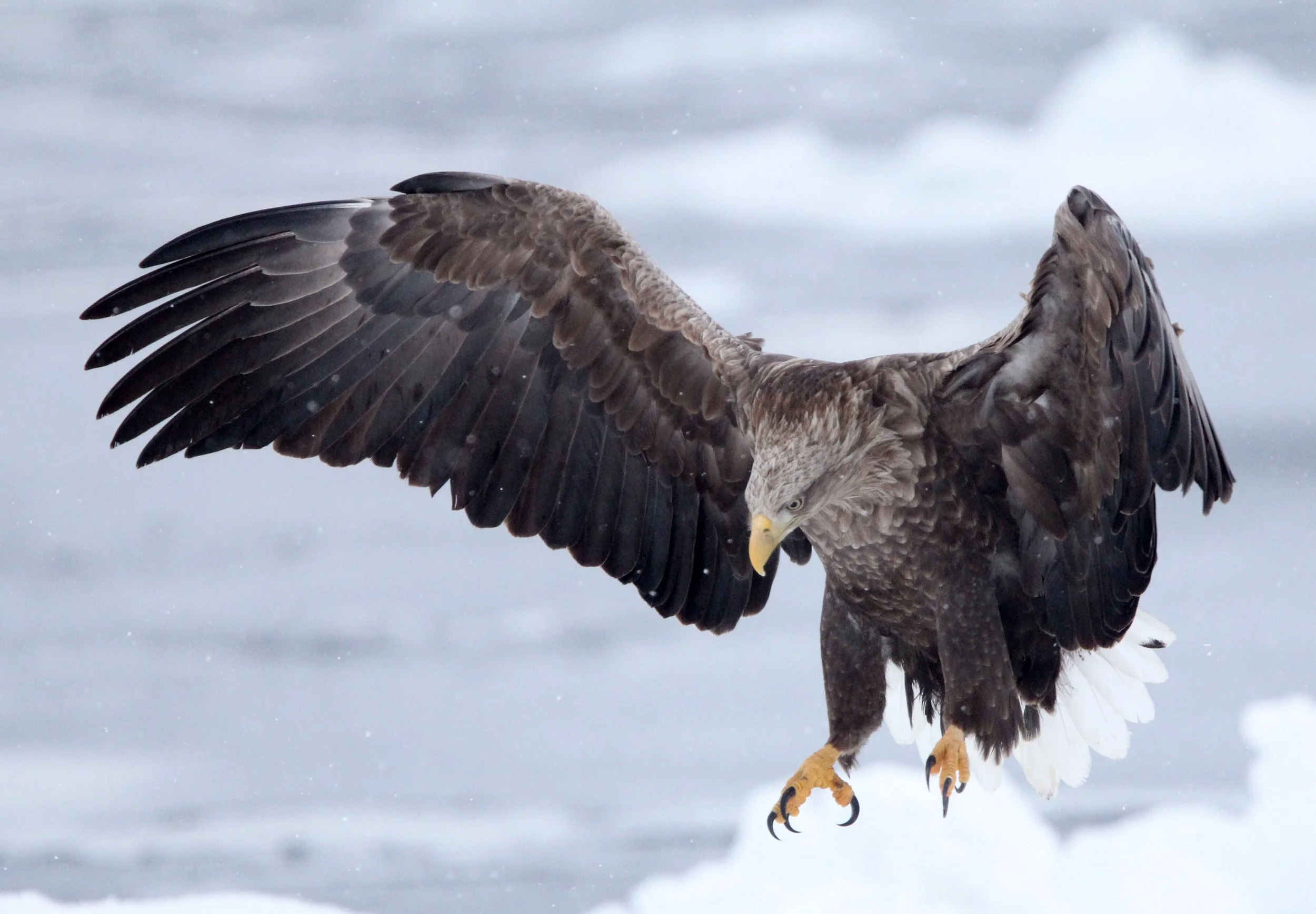 BIRD - EAGLE - WHITE-TAILED EAGLE - RAUSU, SHIRETOKO PENINSULA & NATIONAL PARK - HOKKAIDO JAPAN (55).JPG