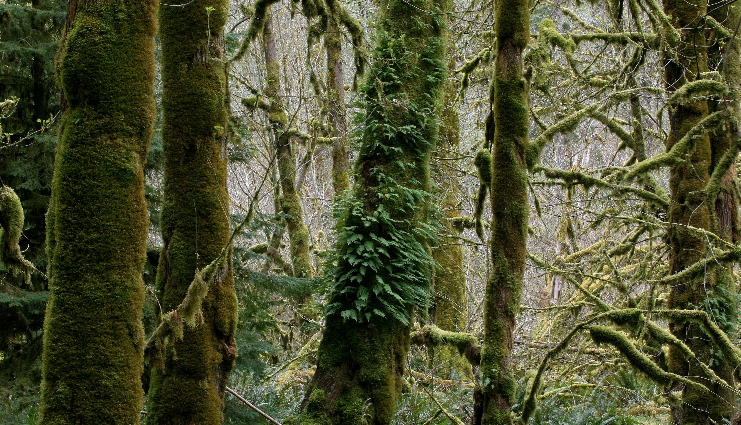 ELWHA RIVER VALLEY - MAPLE GROVE IN ELHWA RIVER VALLEY  (9).JPG