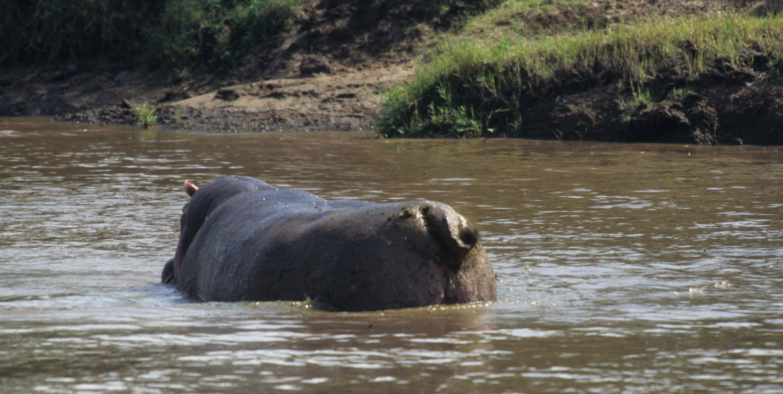 HIPPO- SERENGETI POOPER 7.jpg