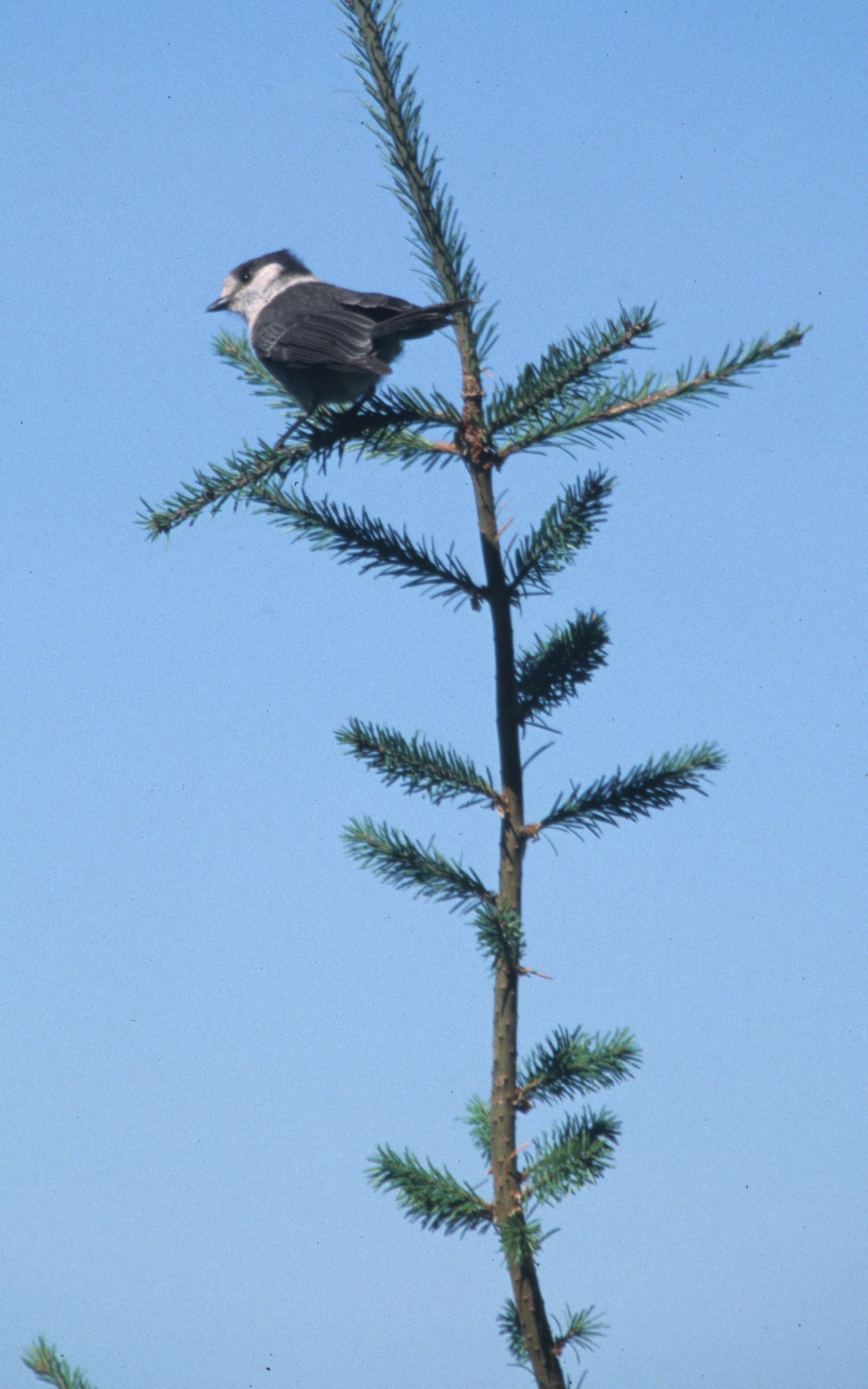 BIRD - JAY - GRAY - RIDGE ROAD.jpg