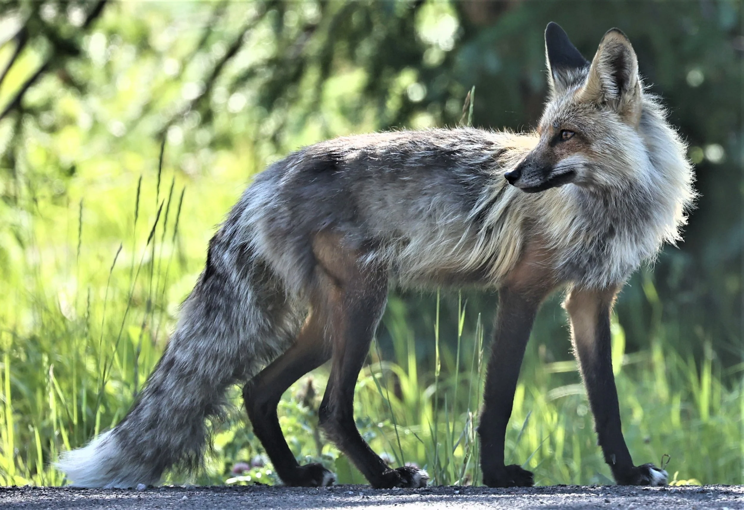 Vulpes vulpes fulvus - AMERICAN RED FOX - ROCKY MOUNTAINS NATIONAL PARK COLORADO JULY 2022 (48).jpg