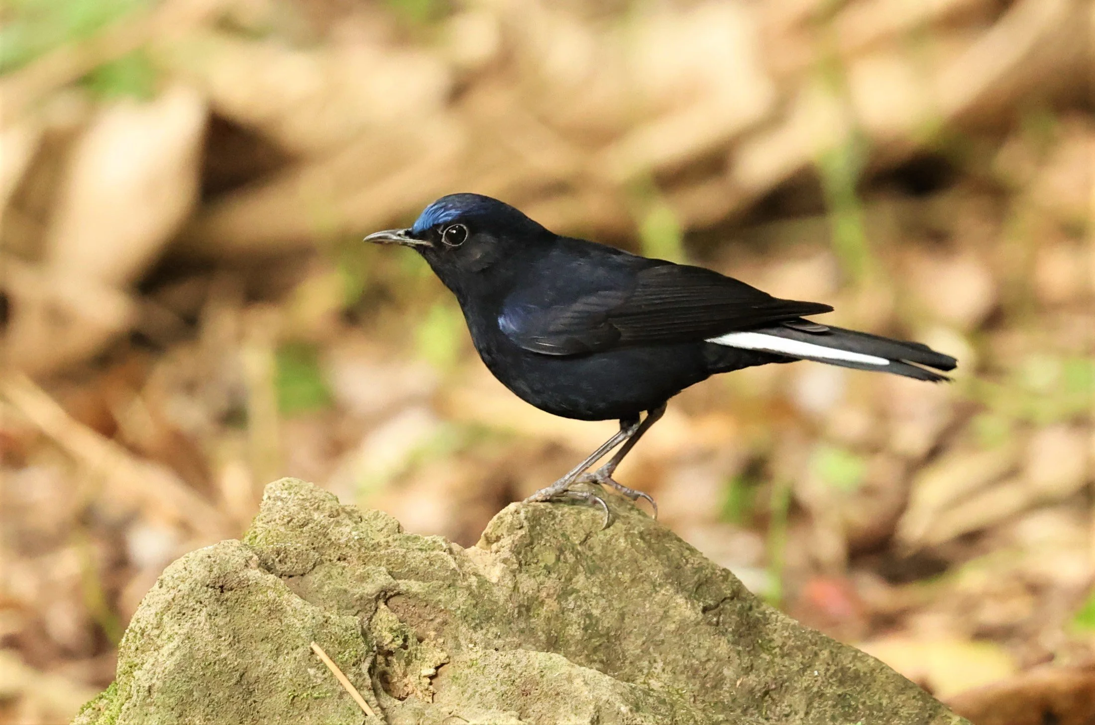 ROBIN - WHITE-TAILED ROBIN - Myiomela leucura - DOI ANG KHANG CHIANG MAI (11).jpg