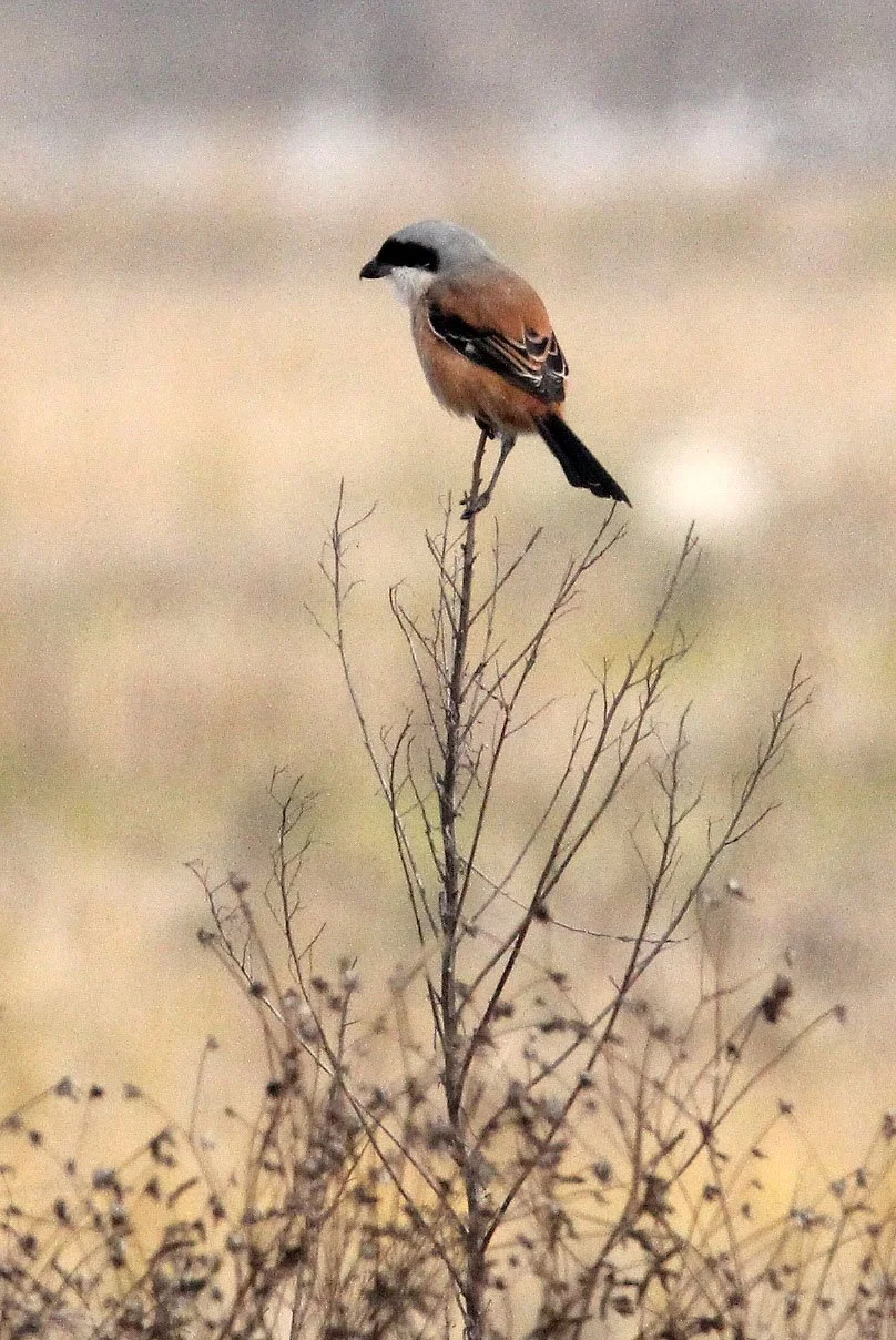 Long-tailed Shrike (Lanius schach) Poyang Lake Jiangxi Province China (2).JPG