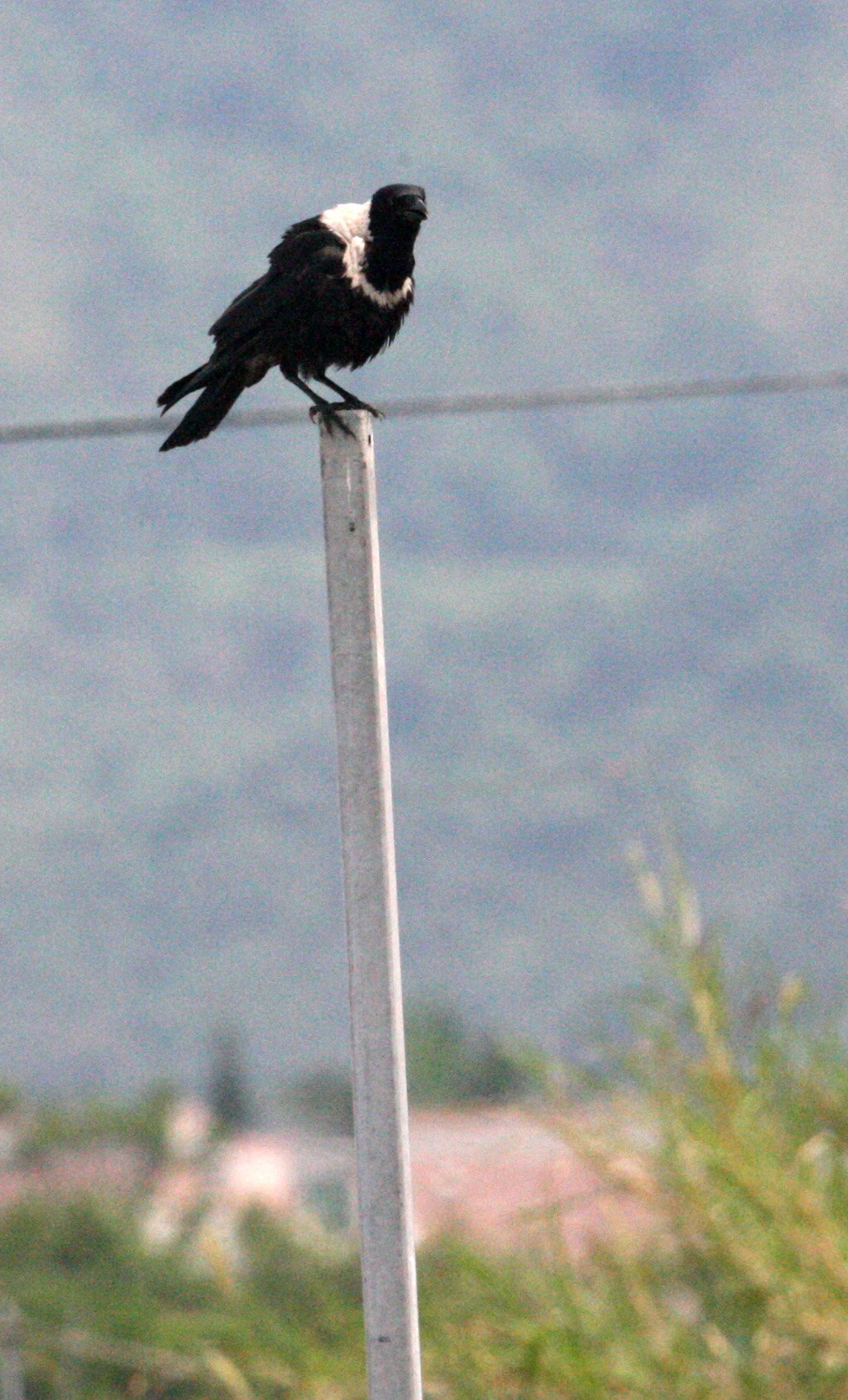 BIRD - CROW - COLLARED CROW - MAI PO WETLANDS HONG KONG (3).JPG