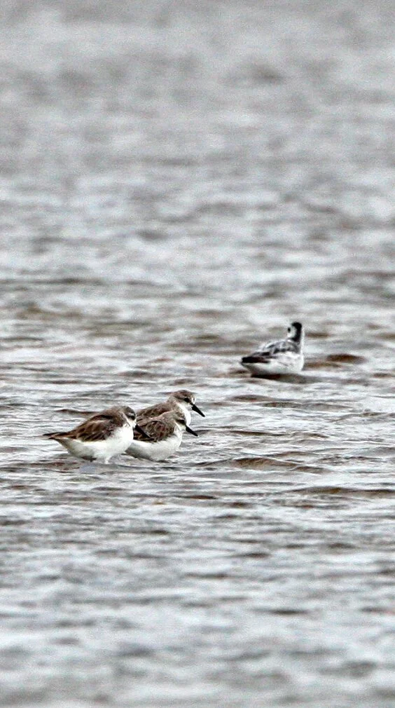 BIRD - SANDPIPER - SPOON-BILLED SANDPIPER - PETCHABURI PROVINCE, PAK THALE (35).JPG