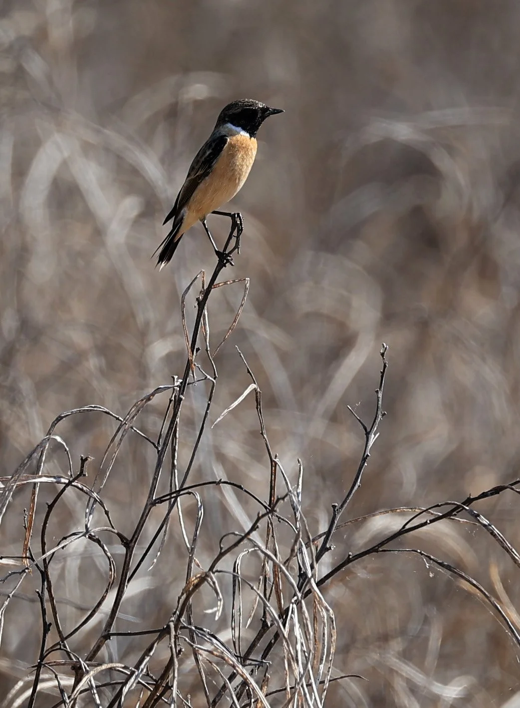 Amur Stonechat (Saxicola stejnegeri) Nong Han Lake & Wetland - Sakon Nakhon Province (3).jpg