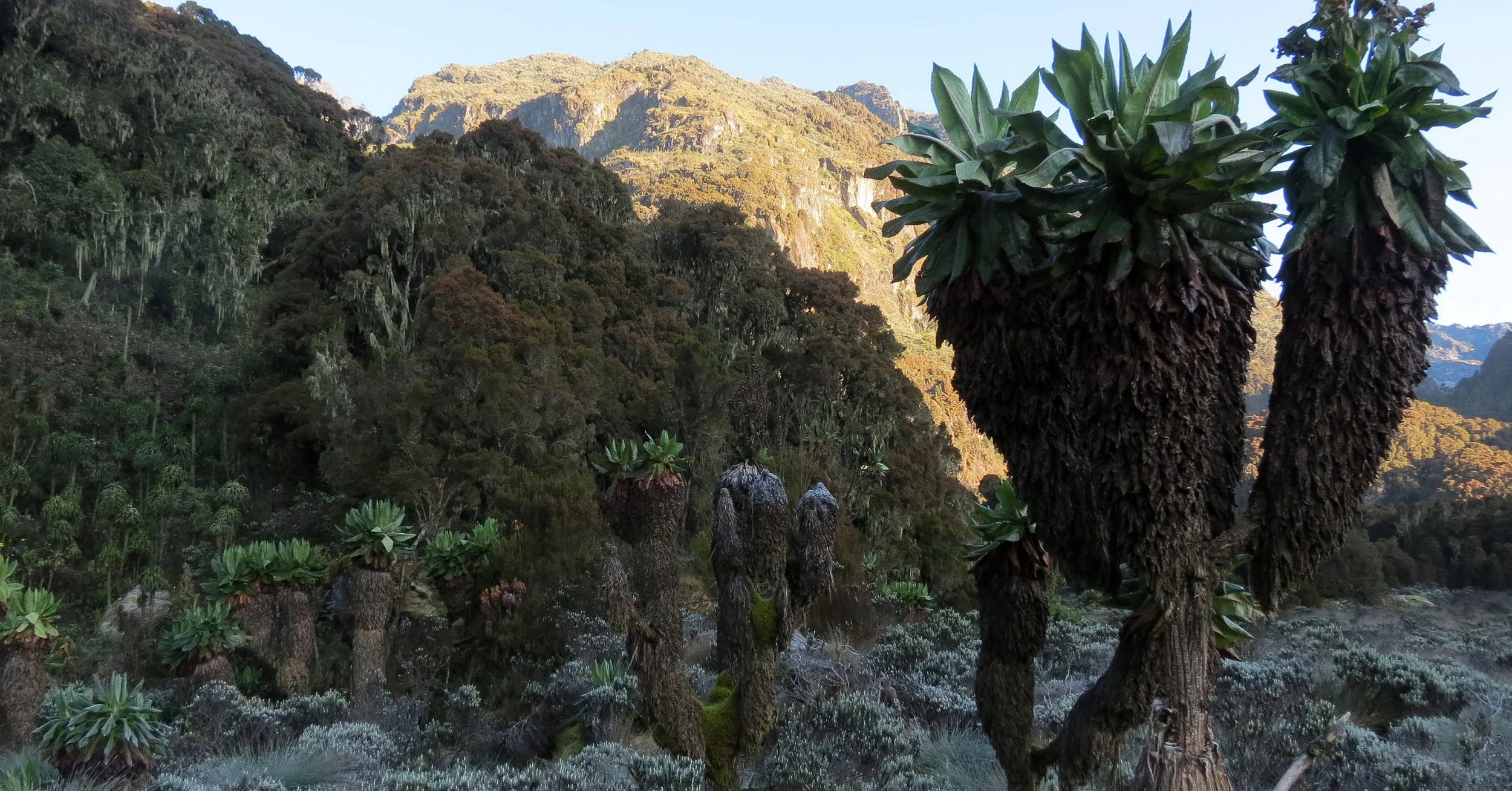 RWENZORI NATIONAL PARK UGANDA (239).JPG