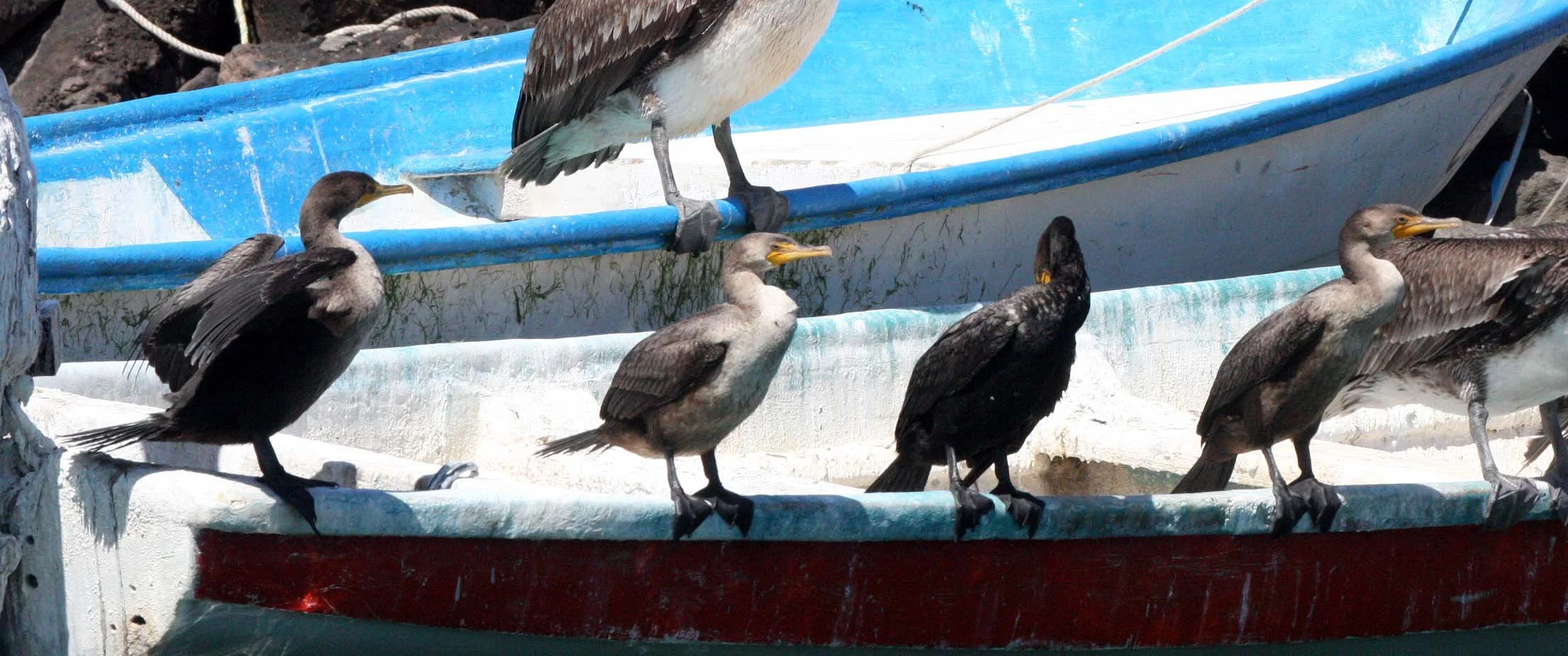 Nannopterum auritum - Double-crested Cormorant with Brown Pelican - Loreto Lagoon, Baja Mexico (1).JPG