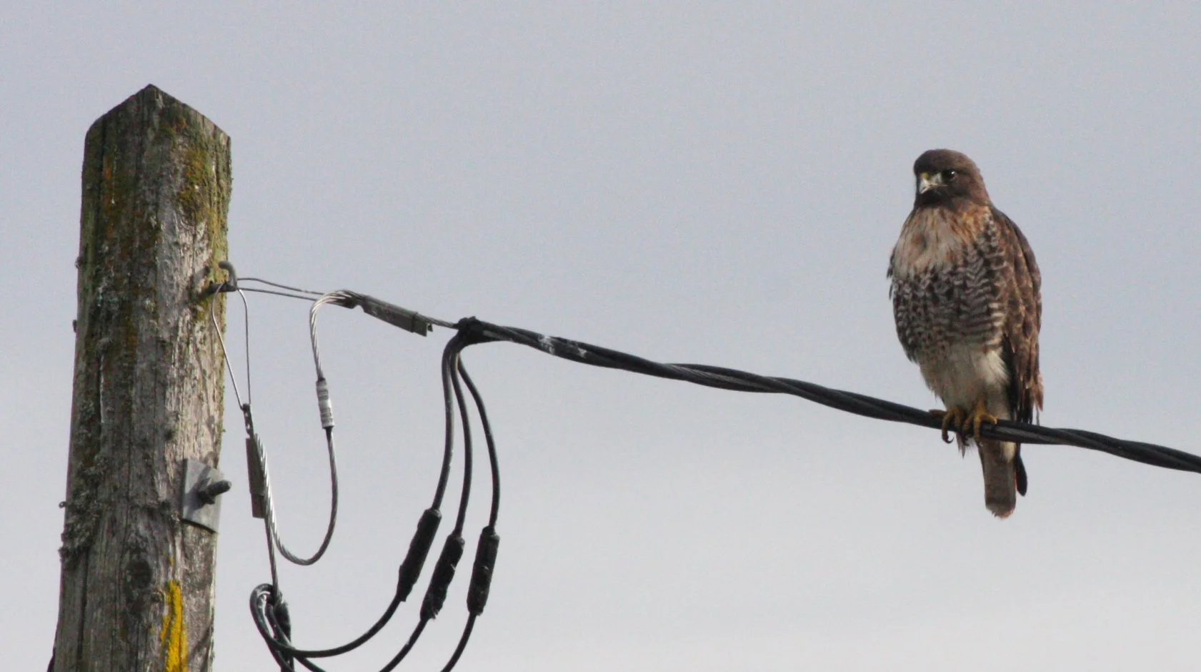 Buteo jamaicensis - RED-TAILED HAWK - JAMESTOWN WA (27).JPG