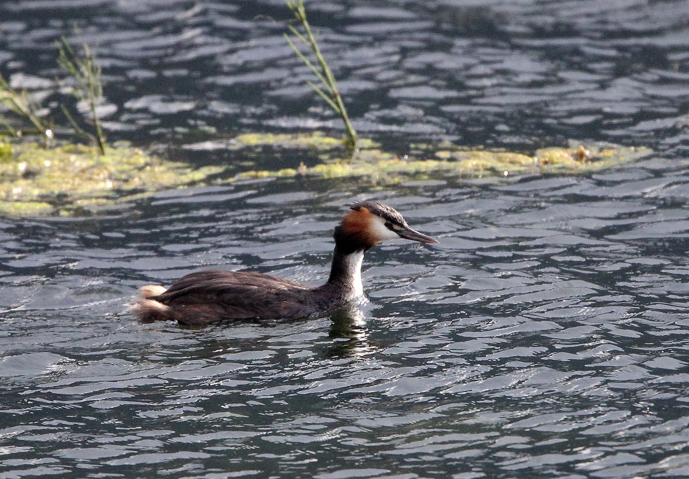 Great Crested Grebe (Podiceps cristatus) Stelvio National Park Italy (15).JPG