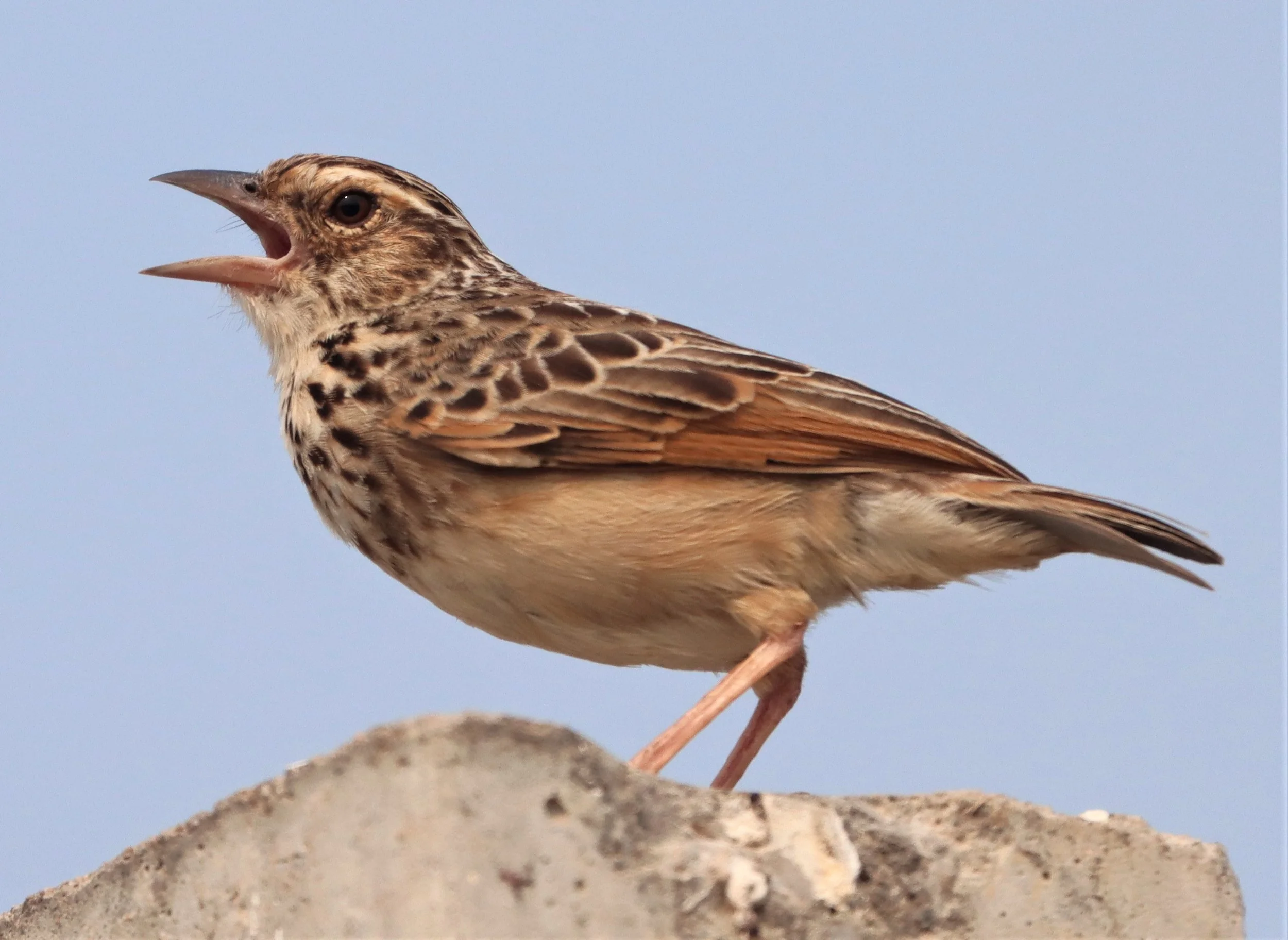 Indochinese Bushlark (Mirafra erythrocephala) Bang Khaem Wetlands Nakhon Pathom (5).jpg