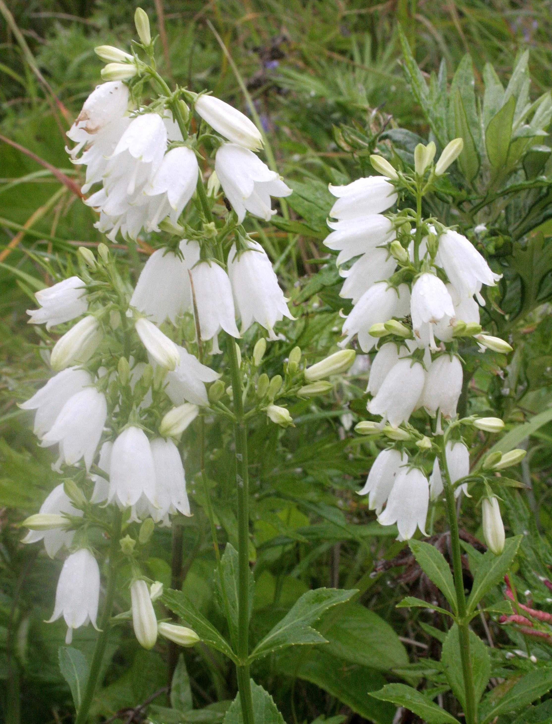 KURIL ISLANDS - FLORA  (91).jpg