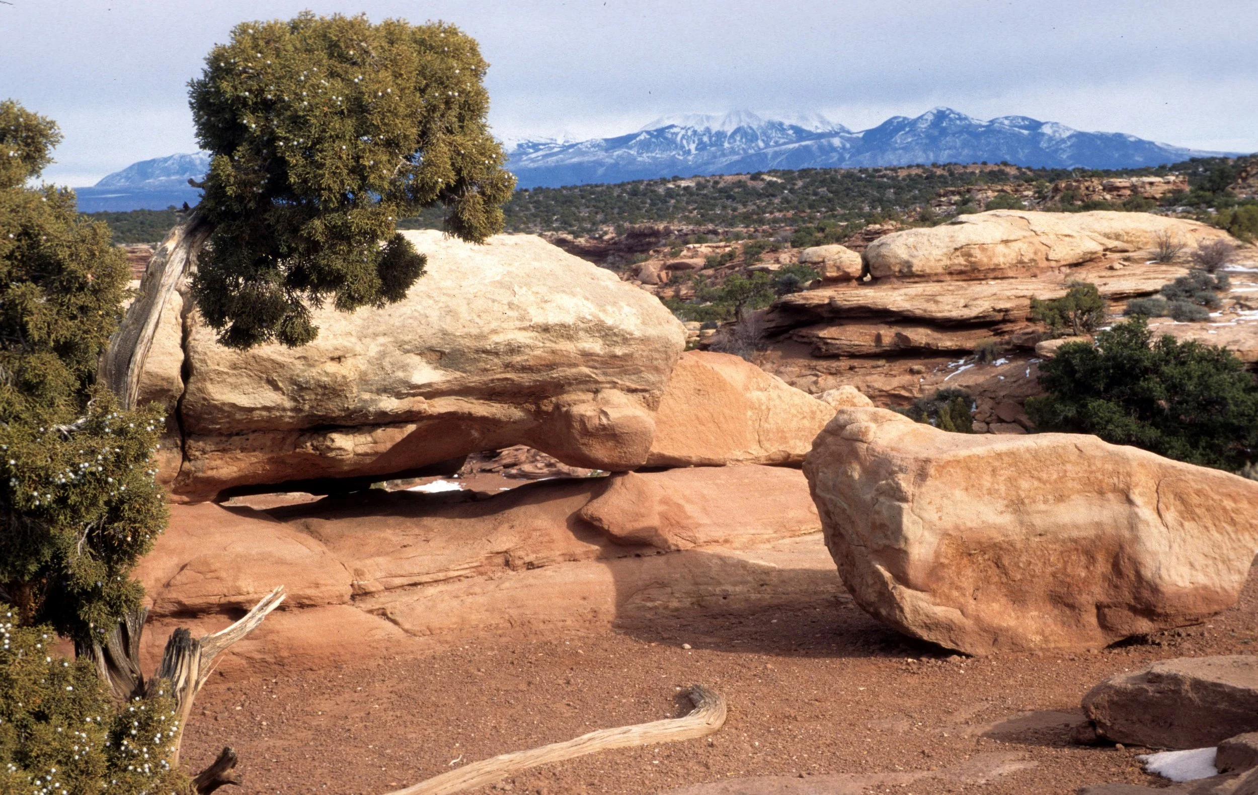 UTAH - ARCHES NP - JUNIPERUS UTAHENSIS.jpg